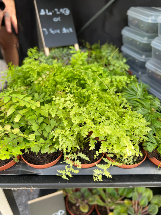 Bringing Life to the Landscape: Seasonal Plants and Moss šæ