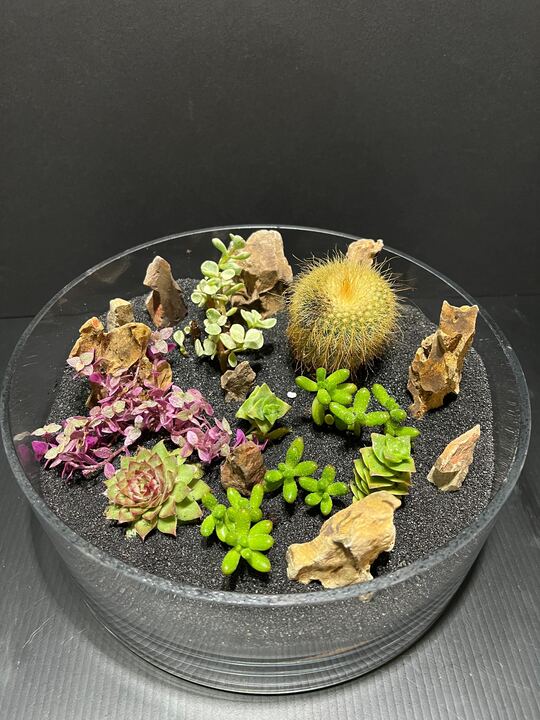 Terrarium: Tropical to Arid
