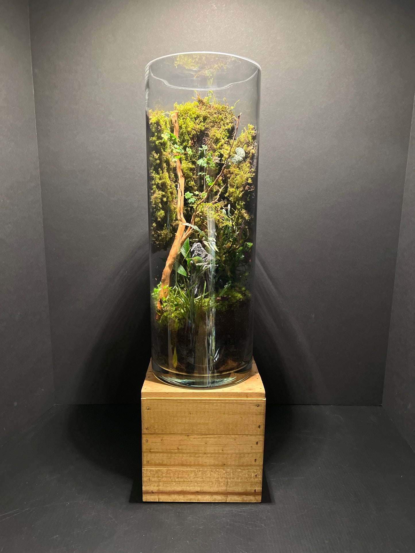 Terrarium #50