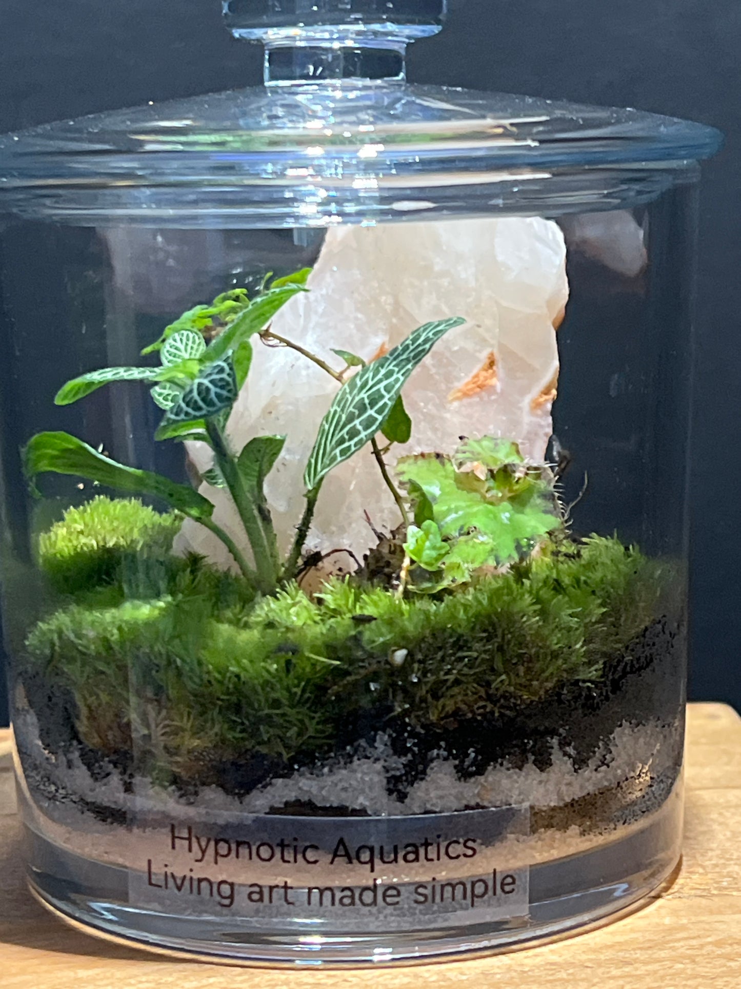 Terrarium #142