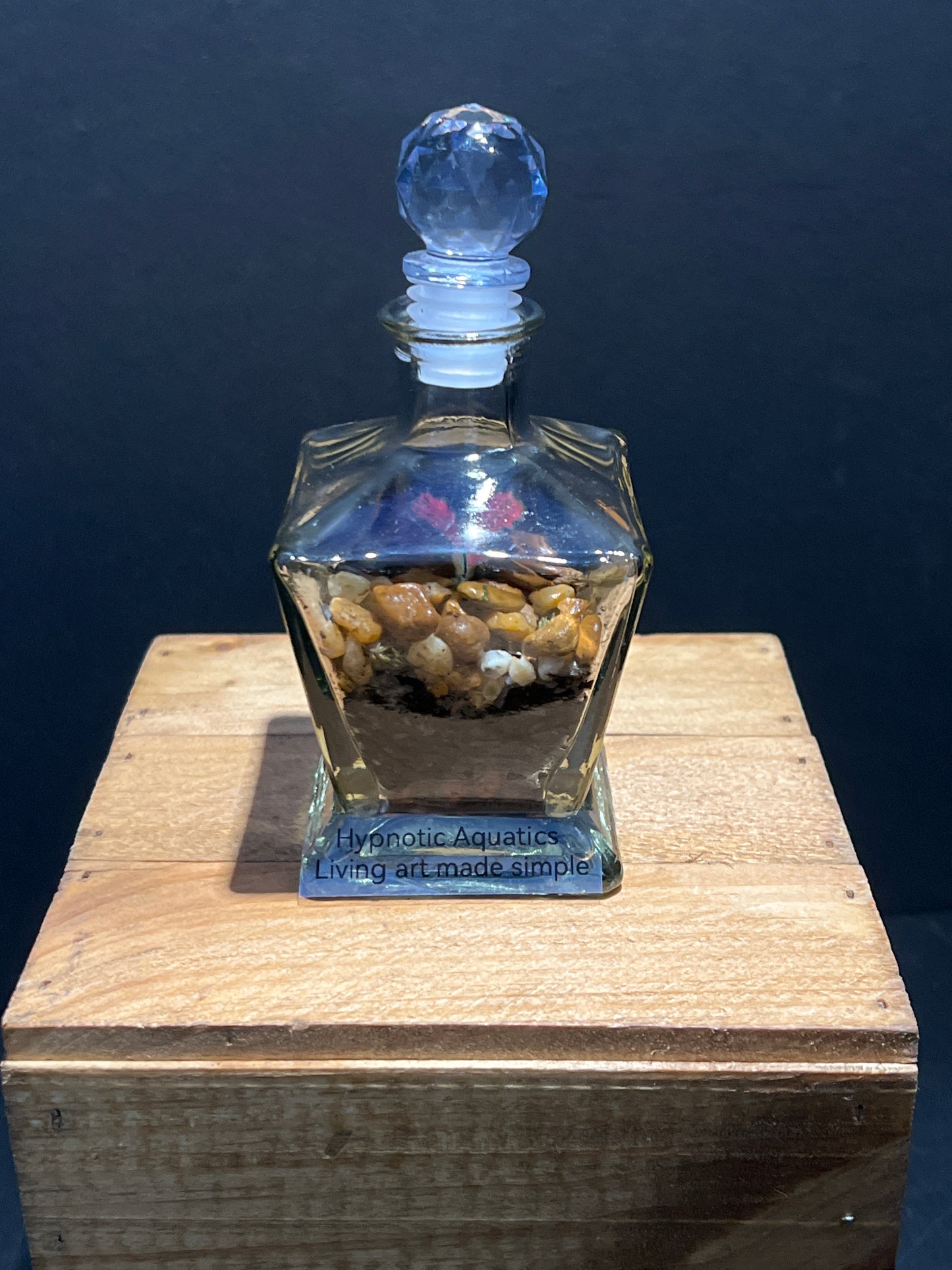 Terrarium #154