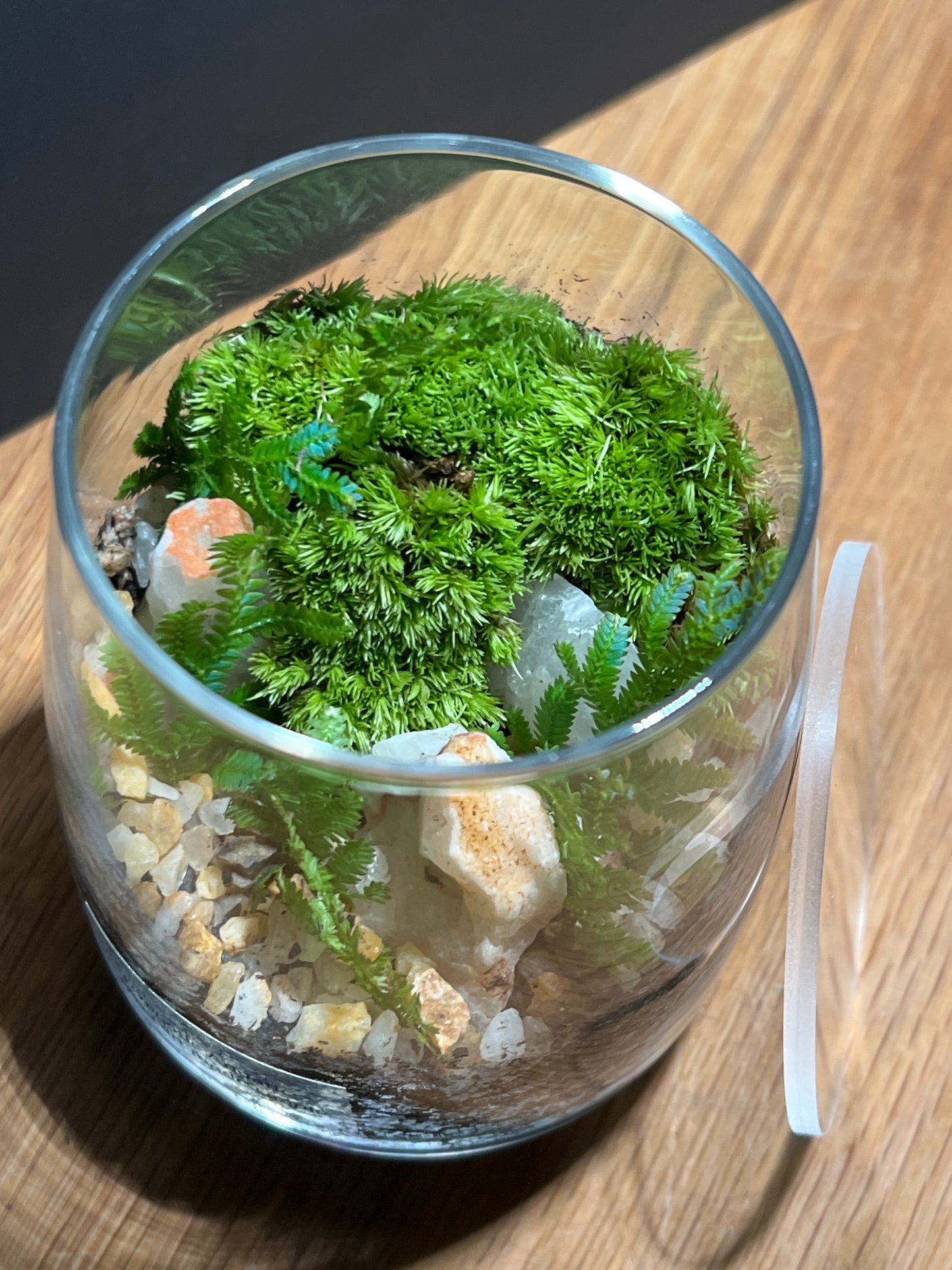 Terrarium 537