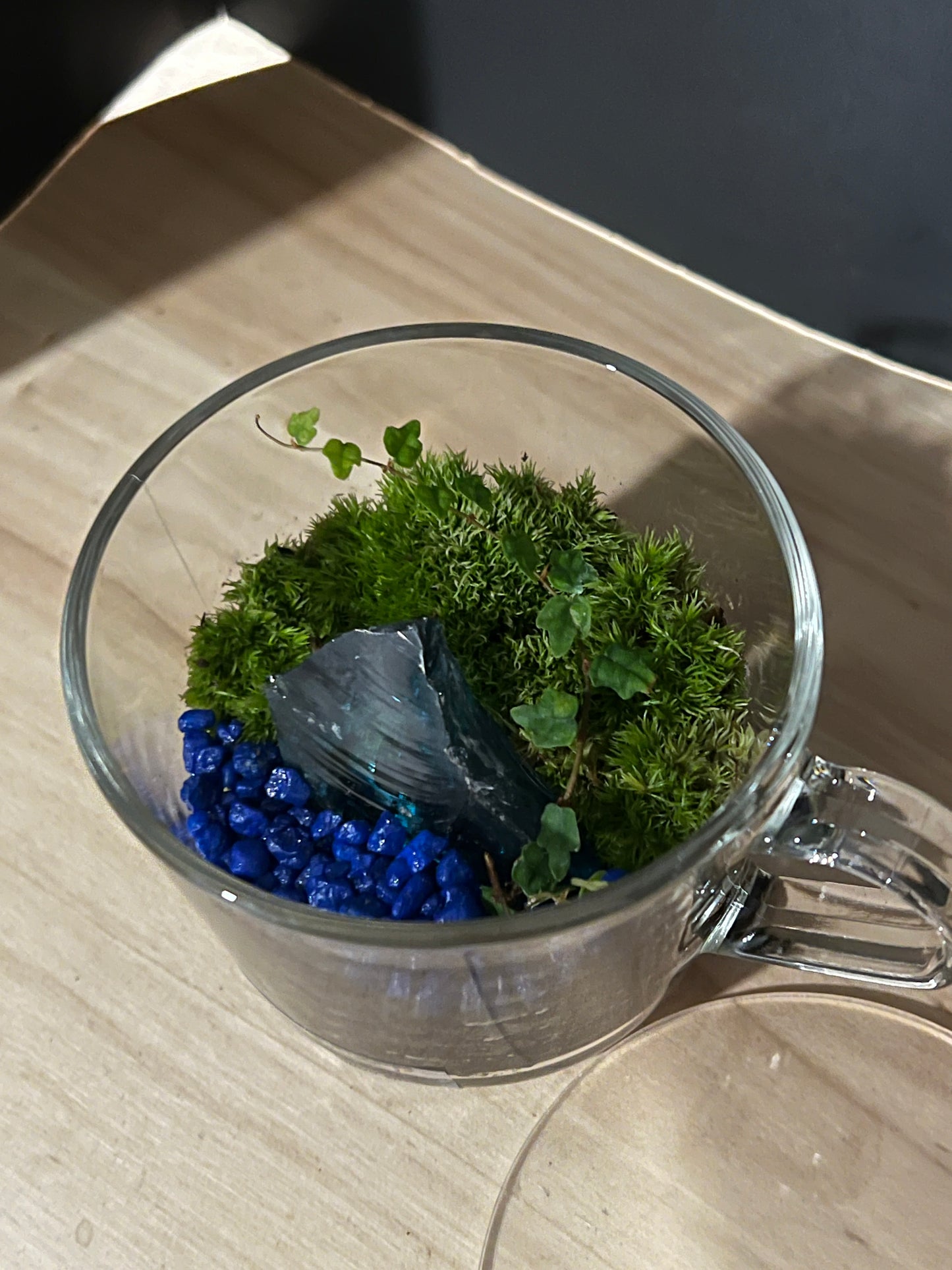 Terrarium 811