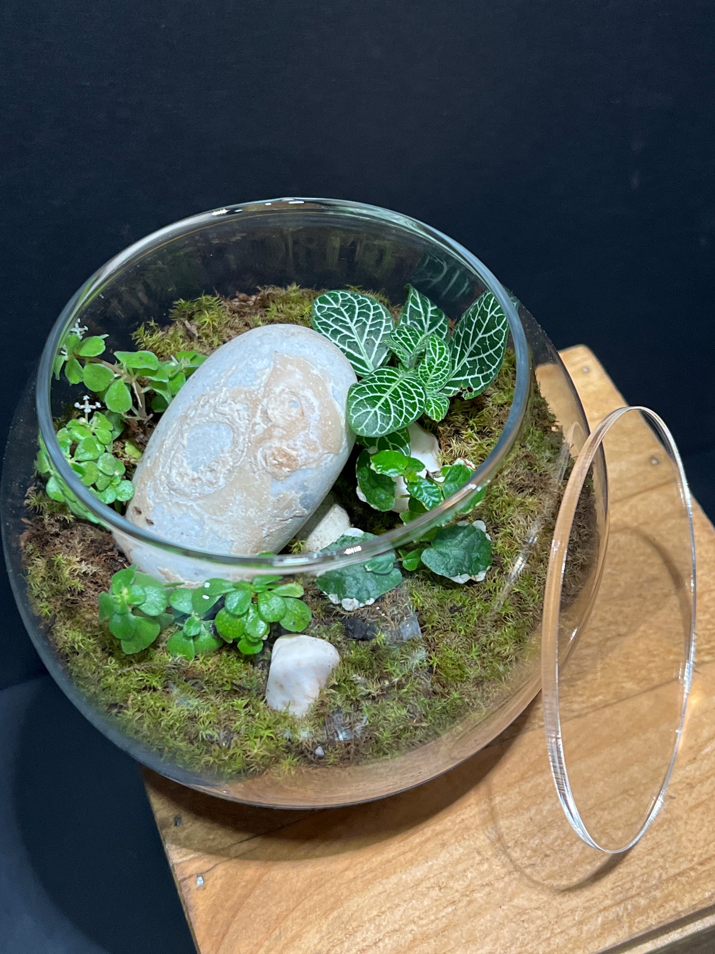 Terrarium #122