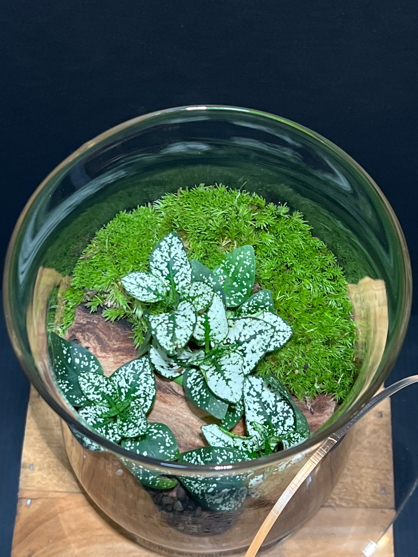 Terrarium #100