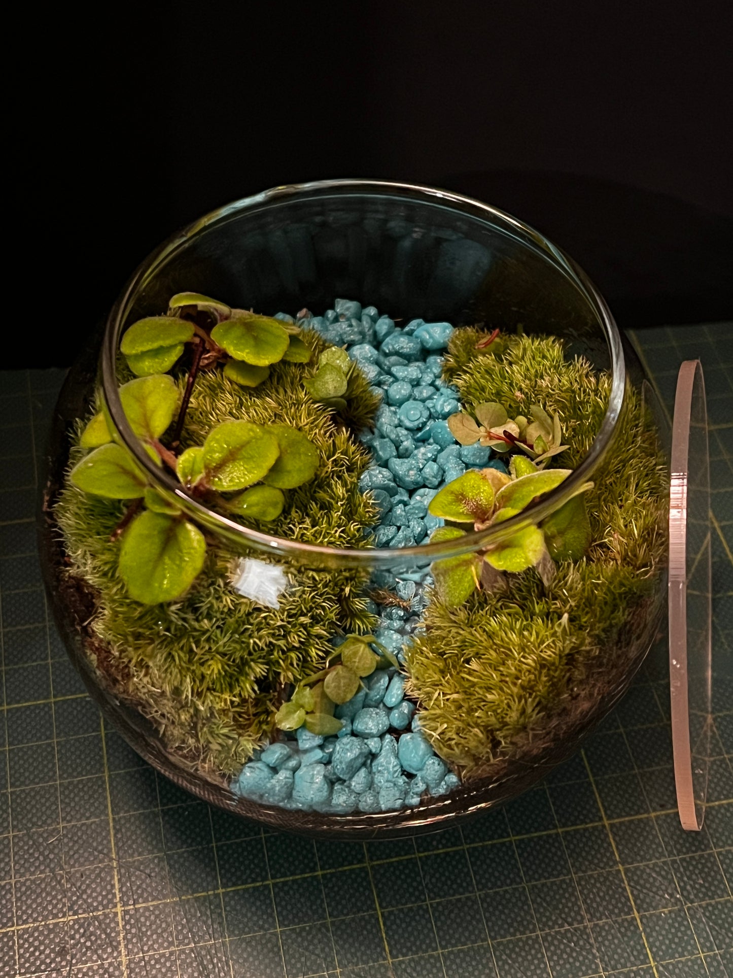 Terrarium 799