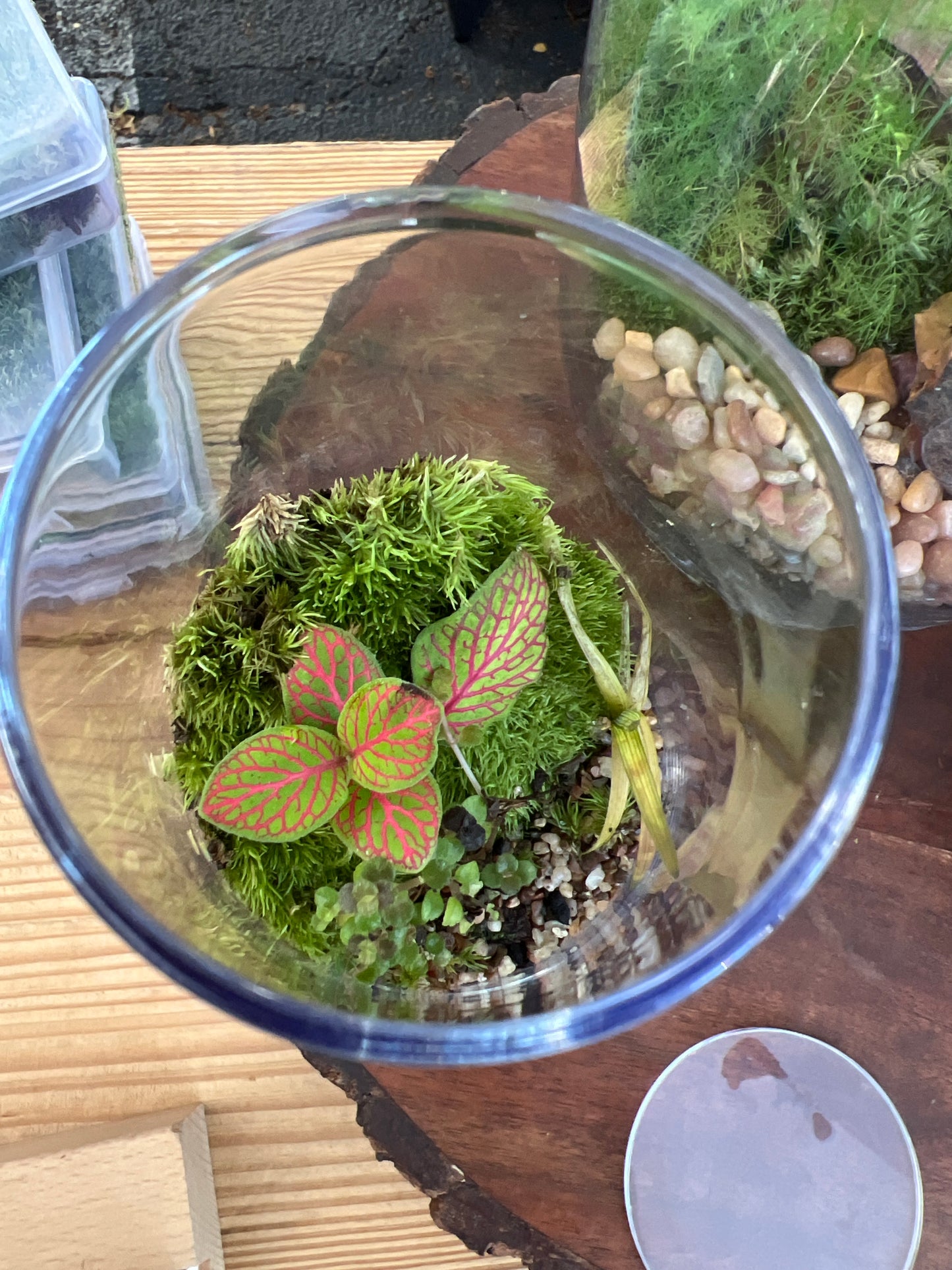 Terrarium 925