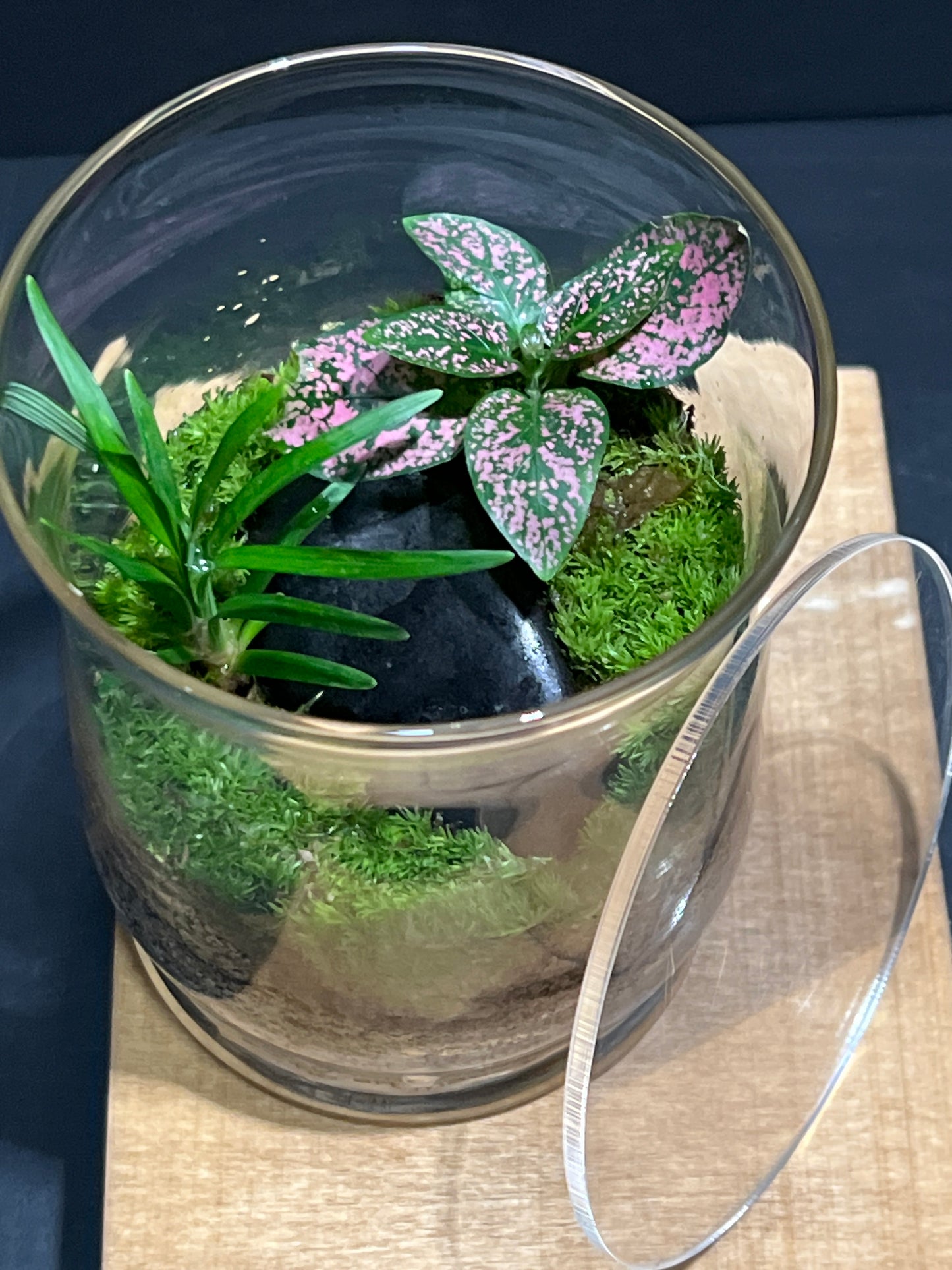 Terrarium #150