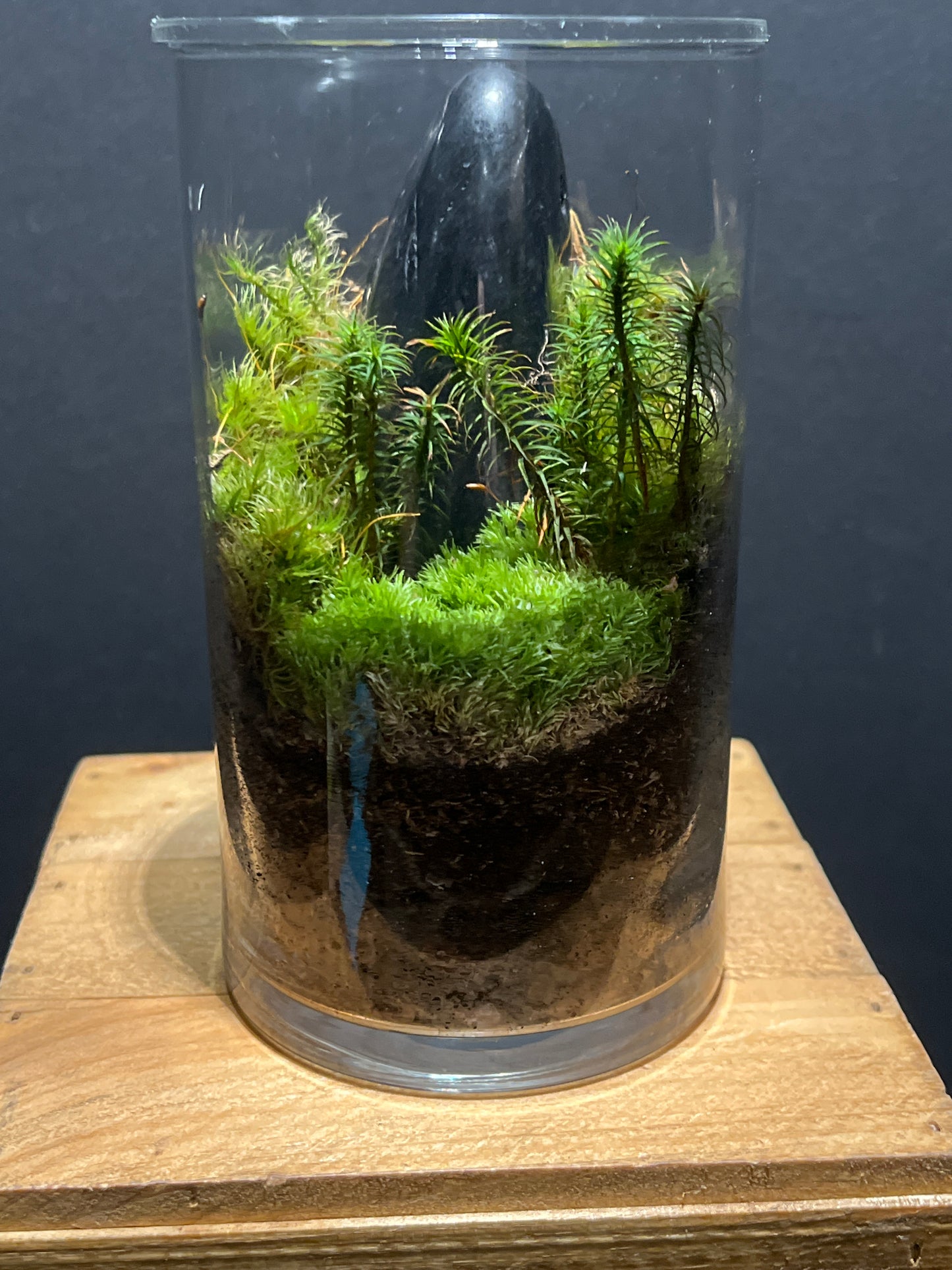 Terrarium #103