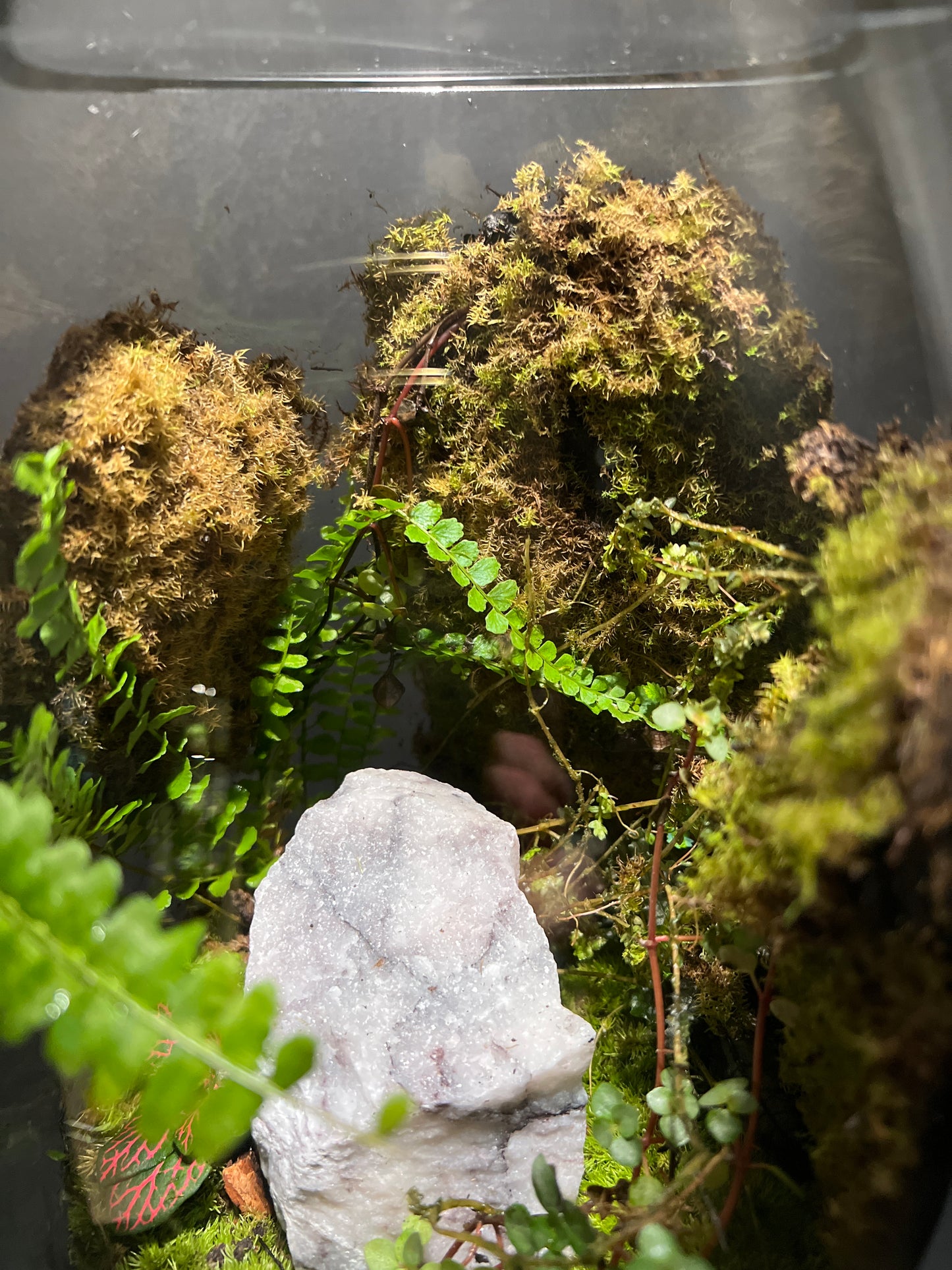 Terrarium #58