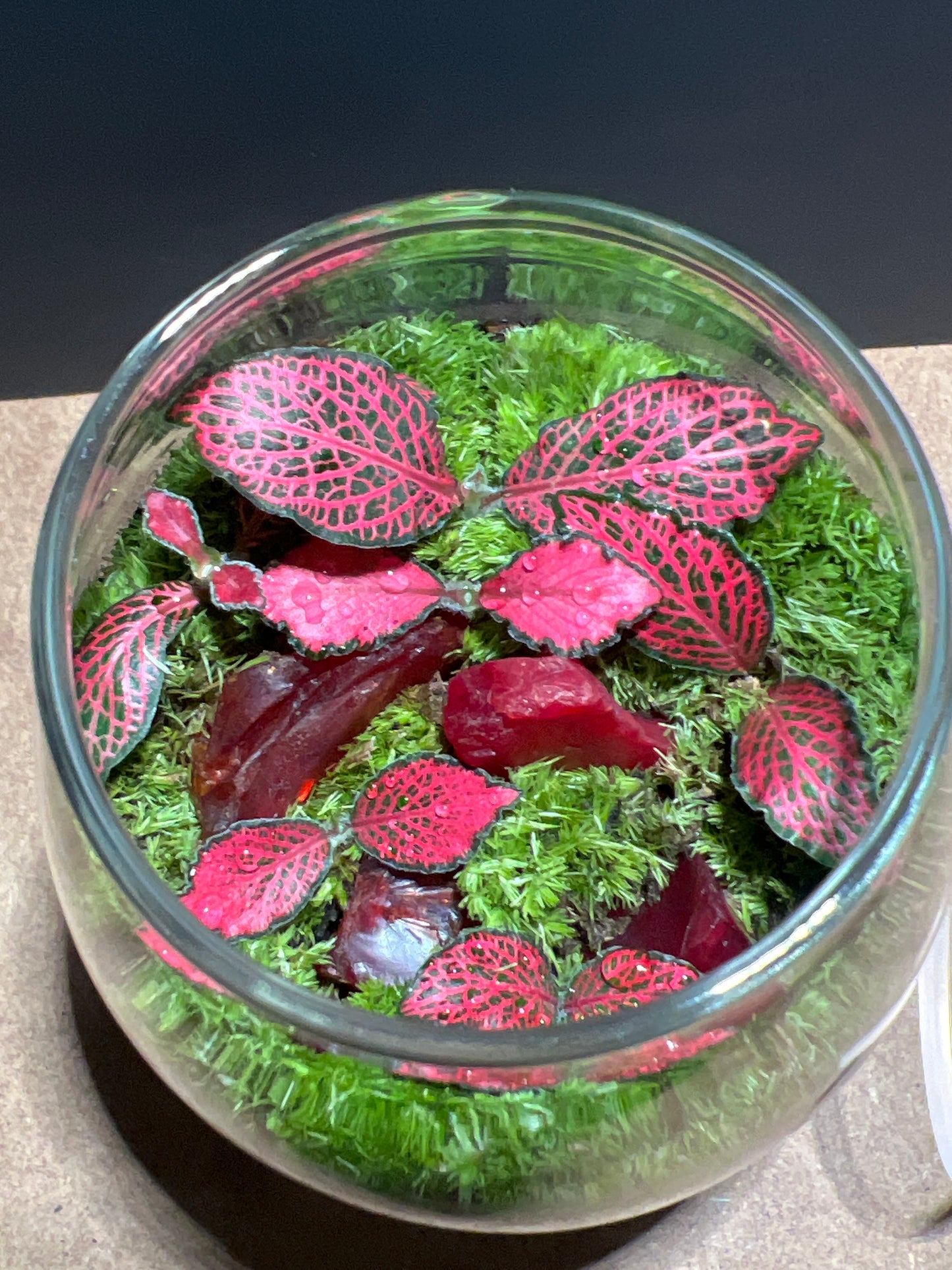 Terrarium 466