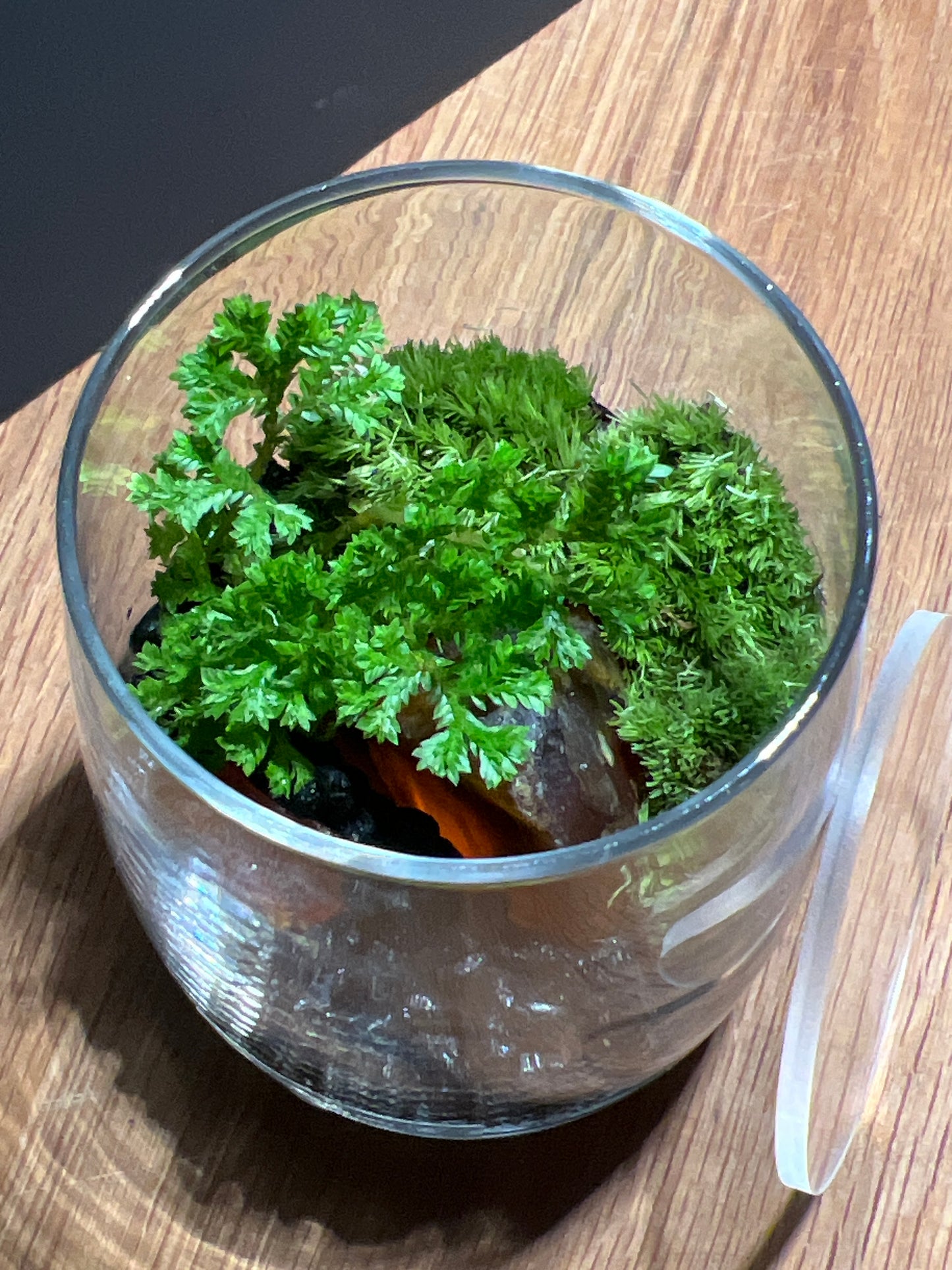 Terrarium 535