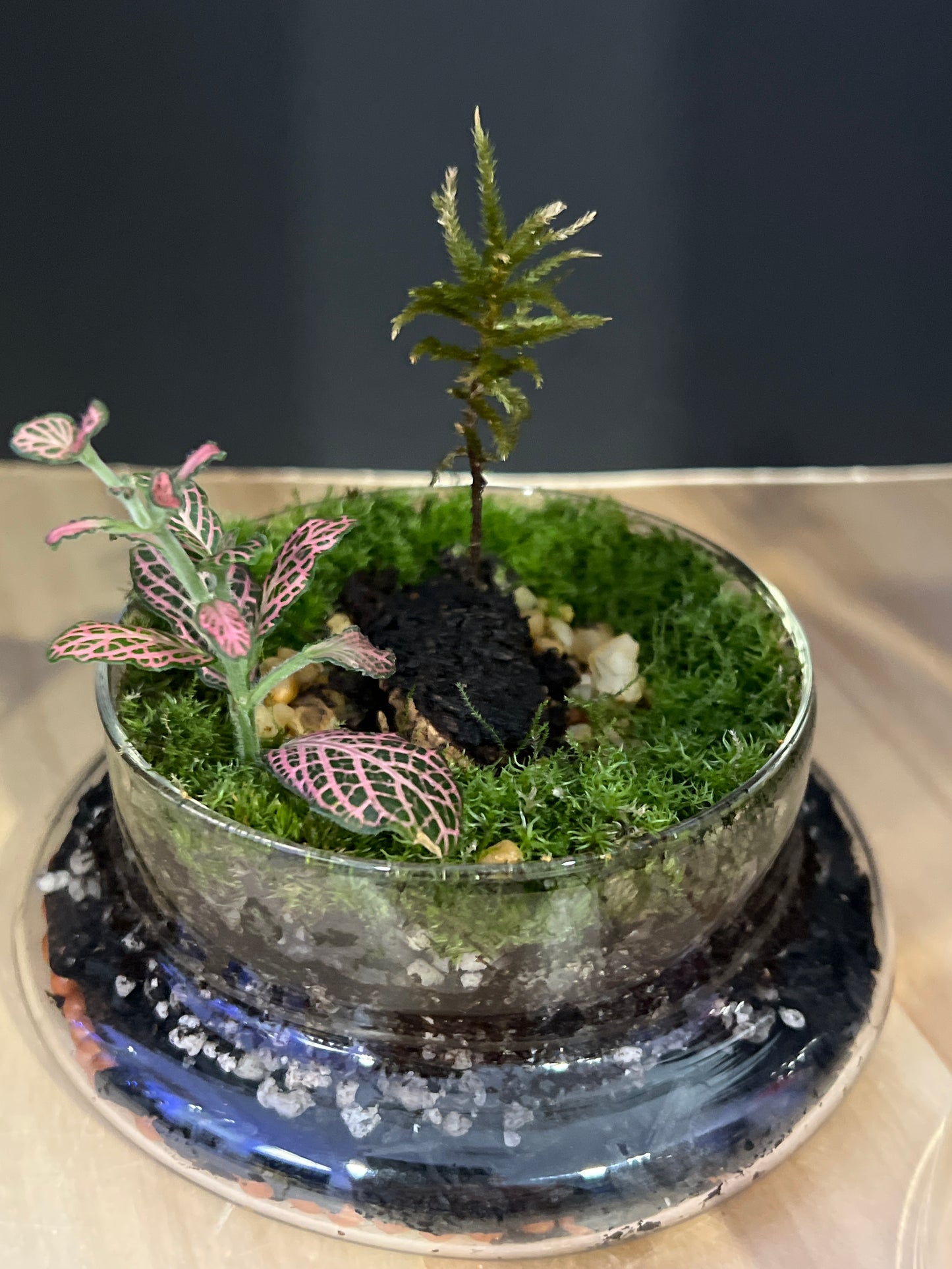 Terrarium 554