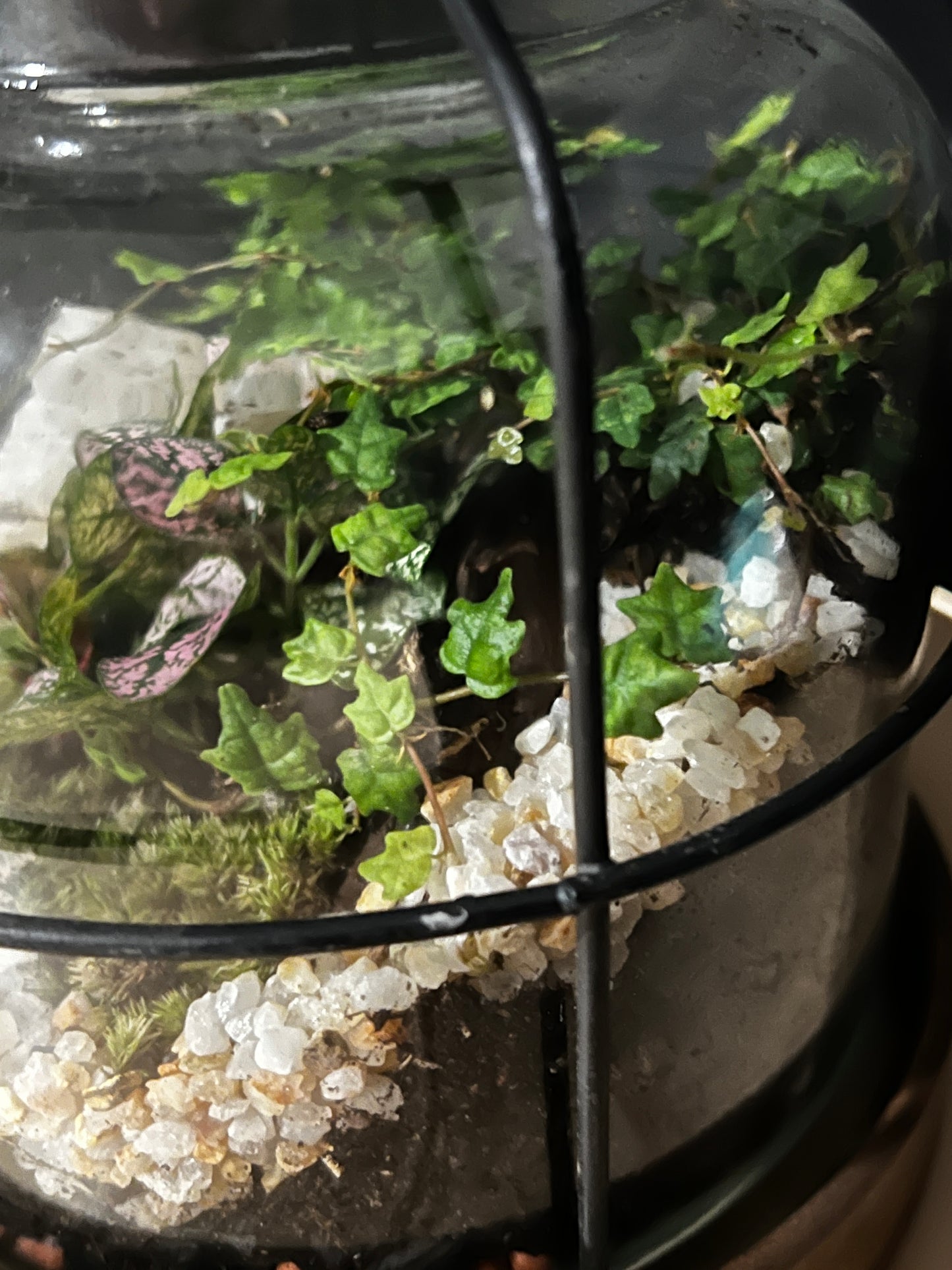 Terrarium 814