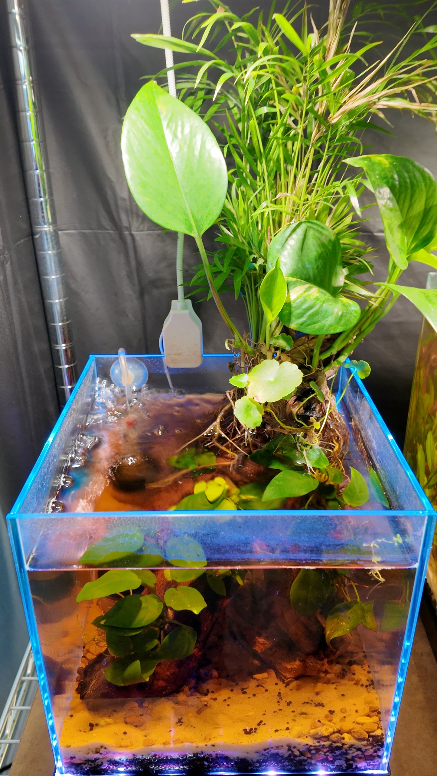 Nano Aquarium: Roots