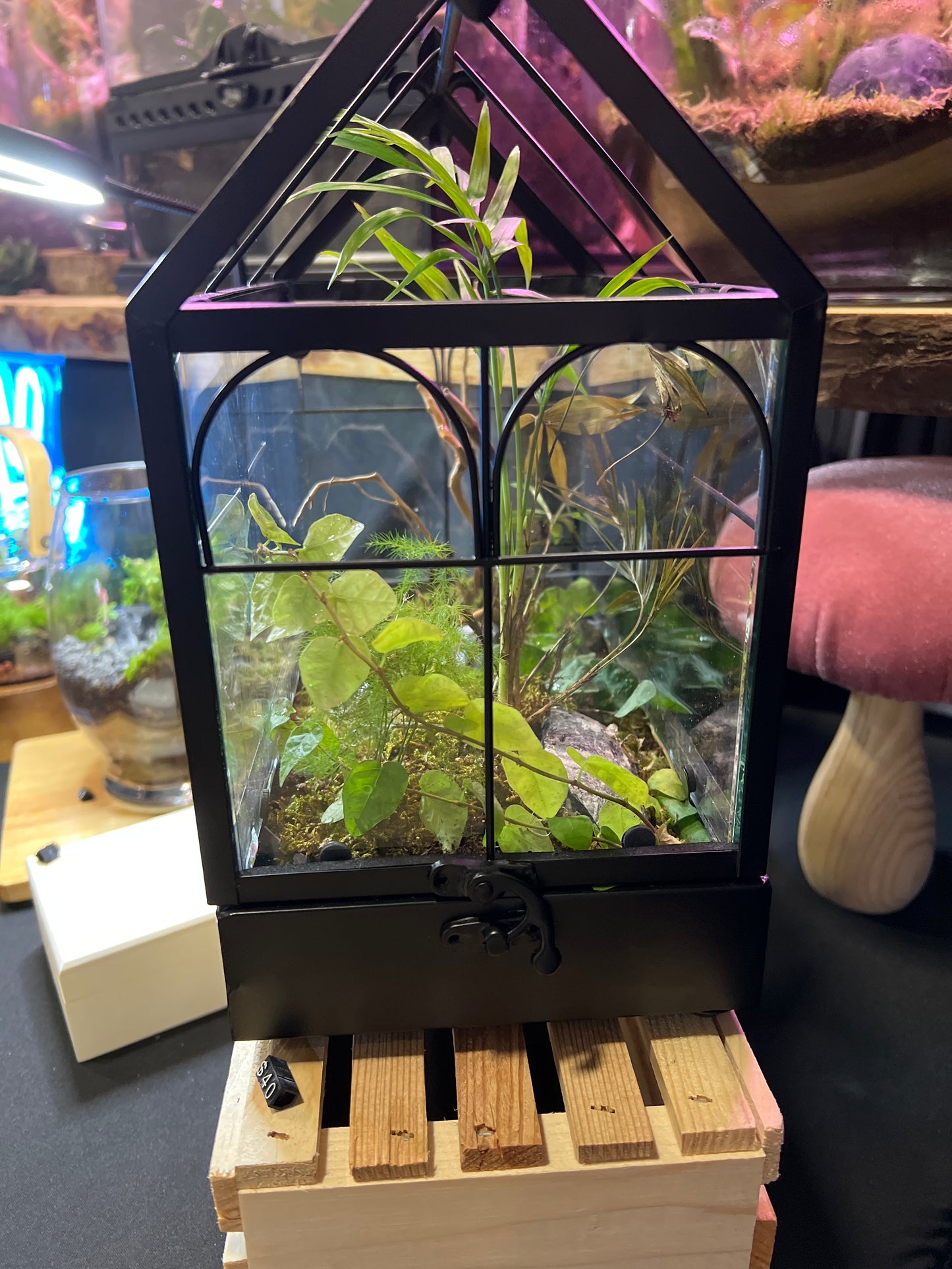 Terrarium 307