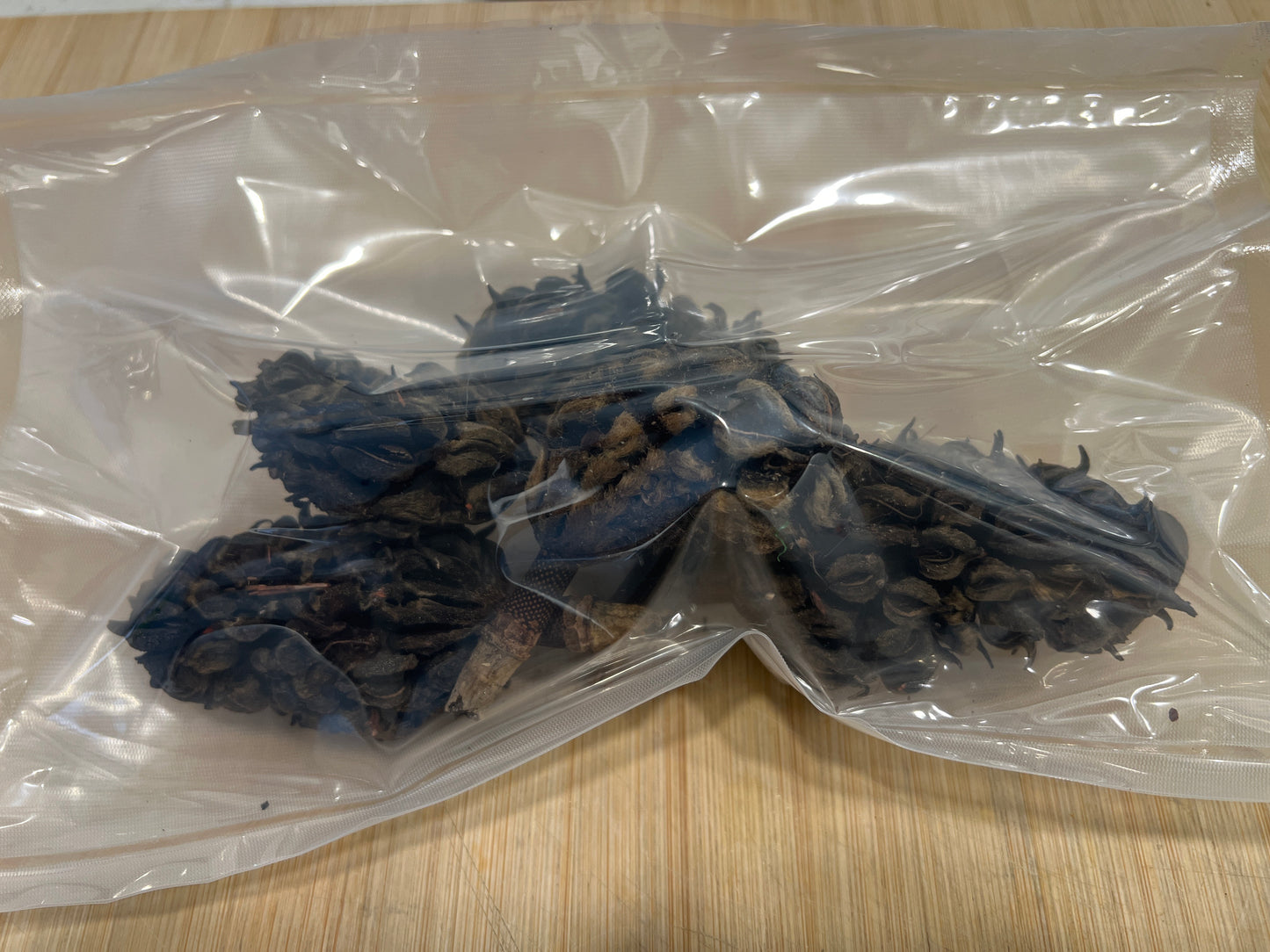 Magnolia Seed Pods