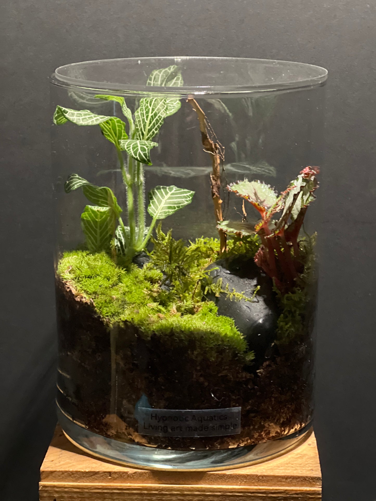 Terrarium #167