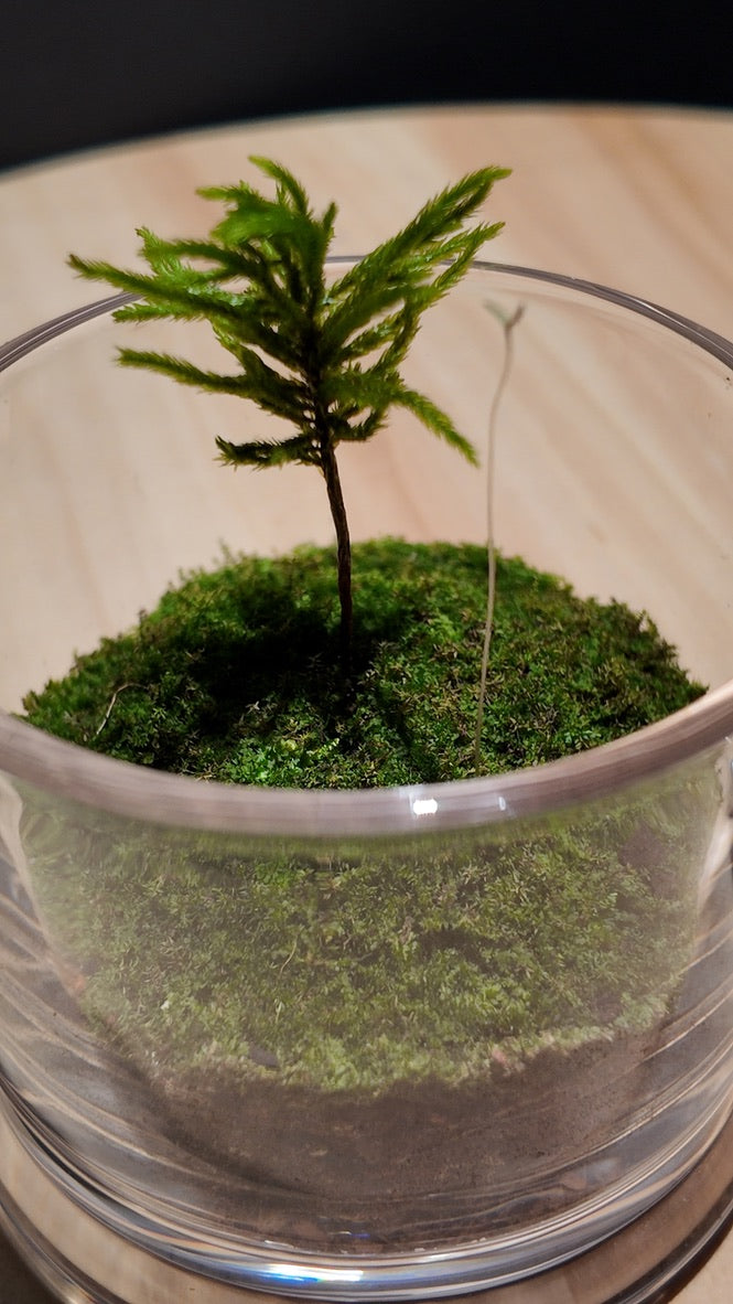 Terrarium #14