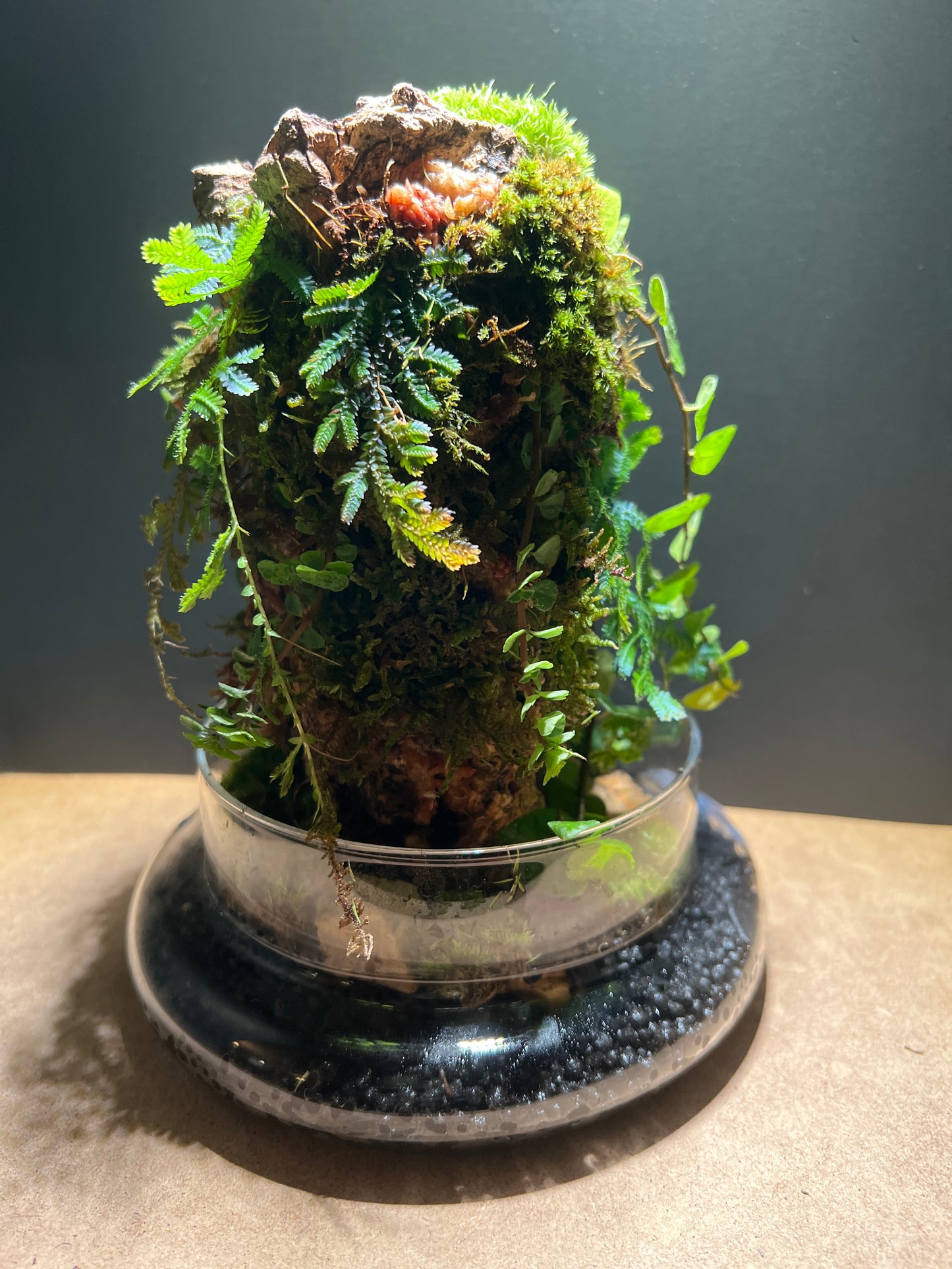 Terrarium 423