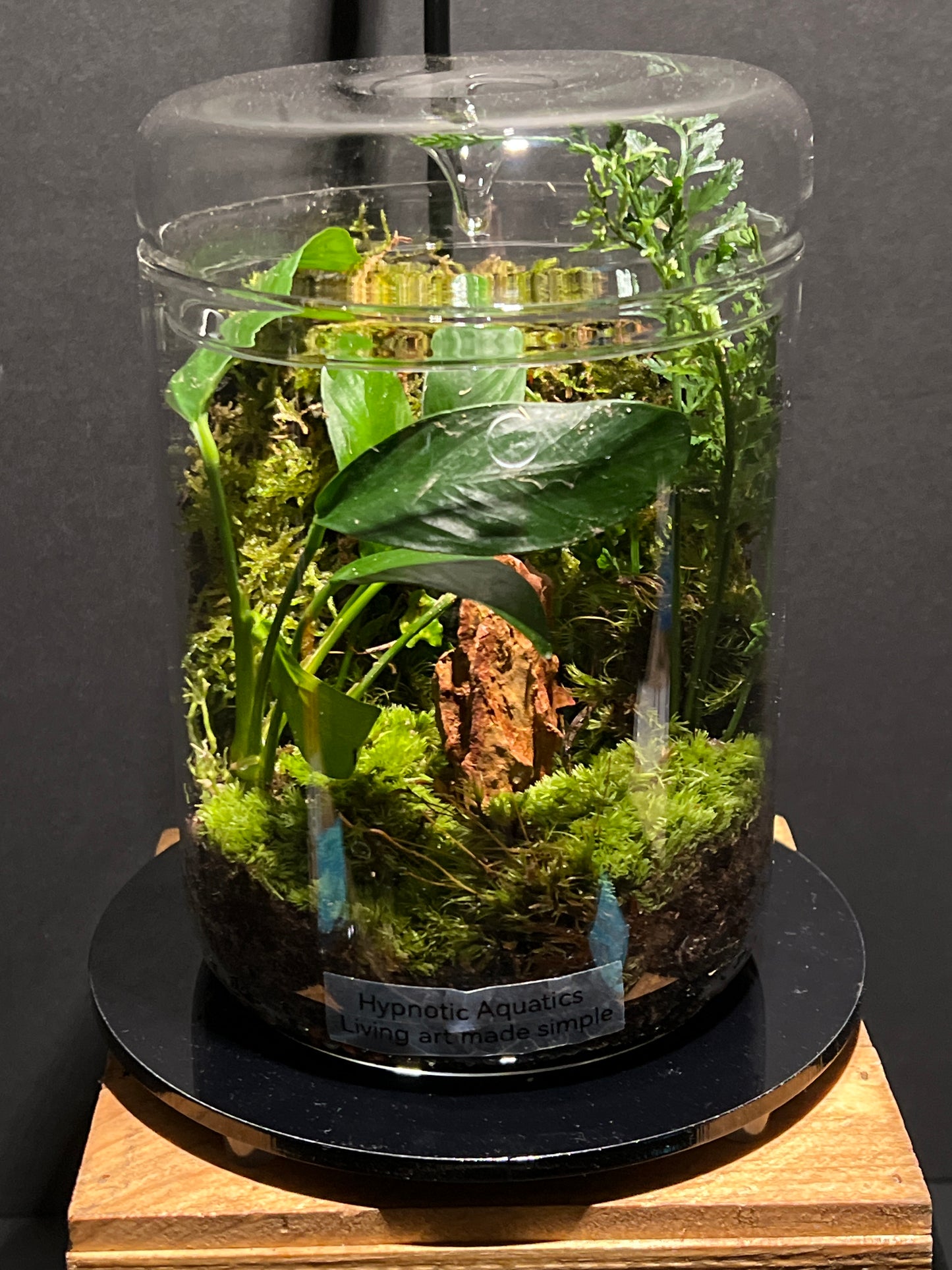Terrarium 188