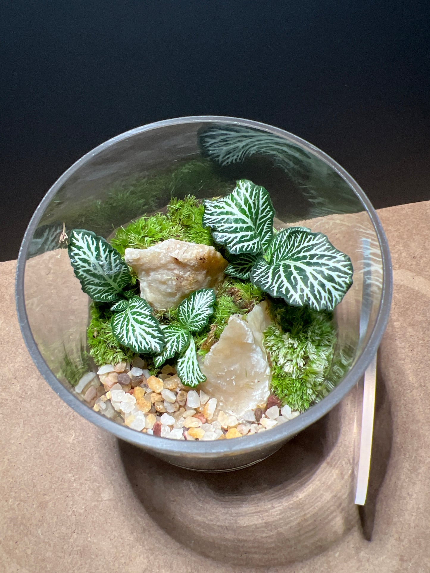 Terrarium 503