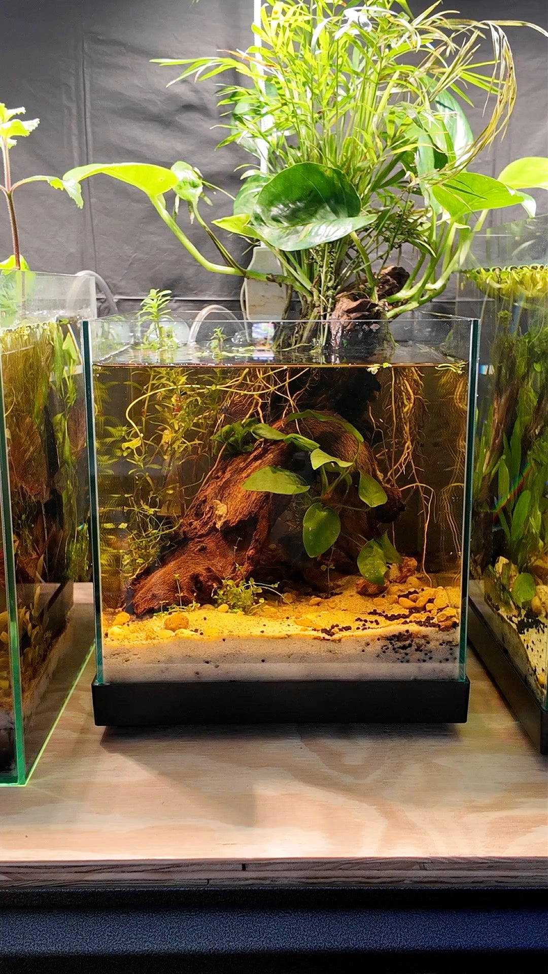 Nano Aquarium: Roots