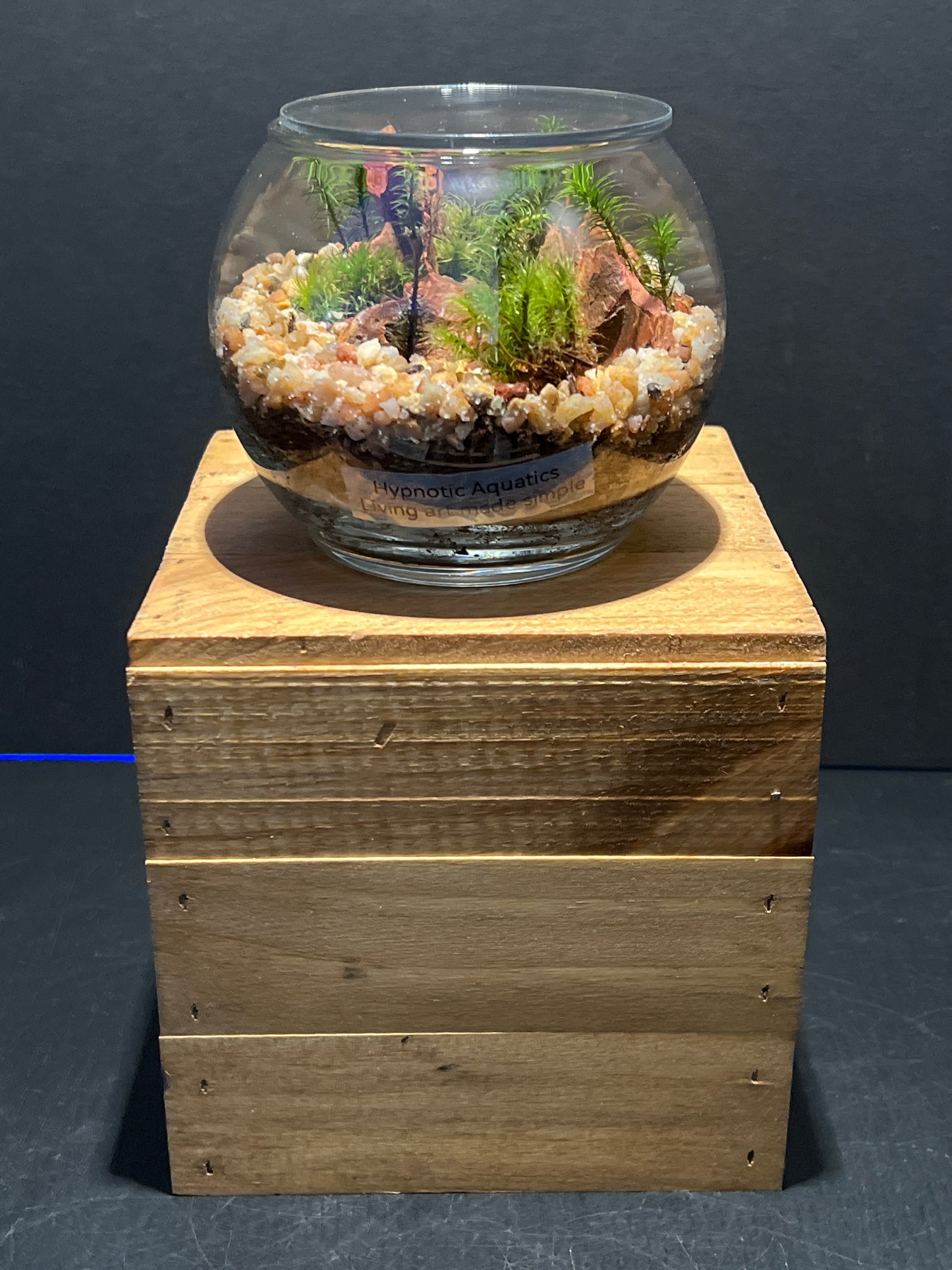 Terrarium #105