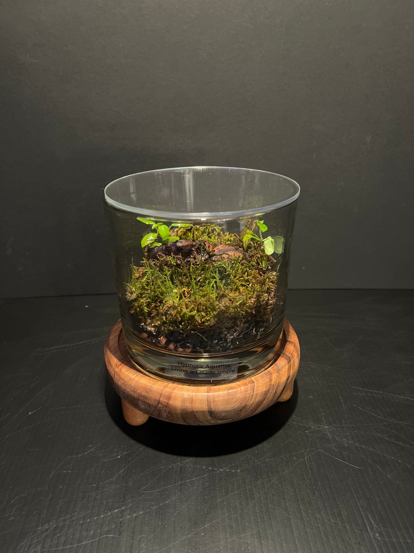 Terrarium 323