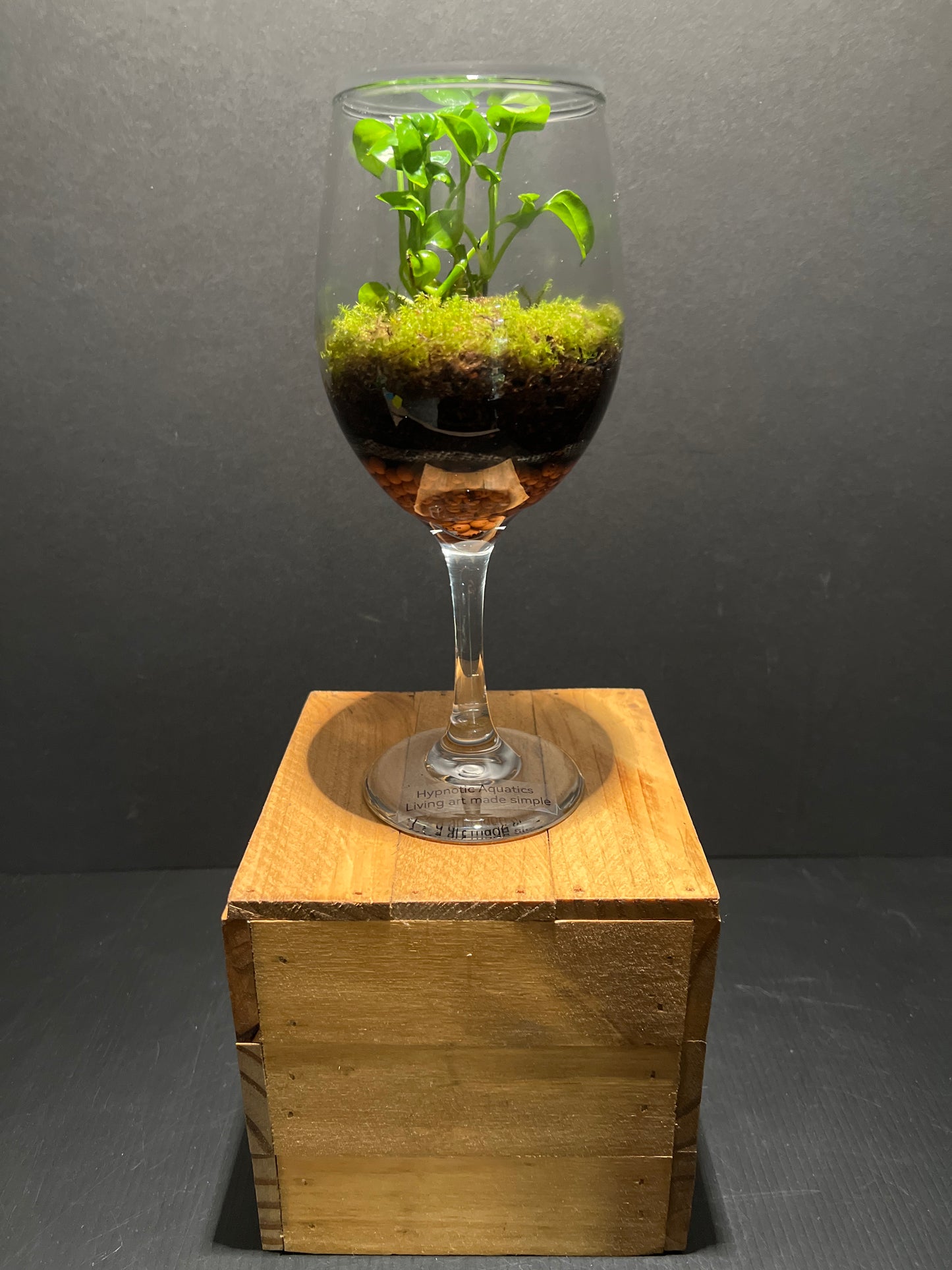 Terrarium #76