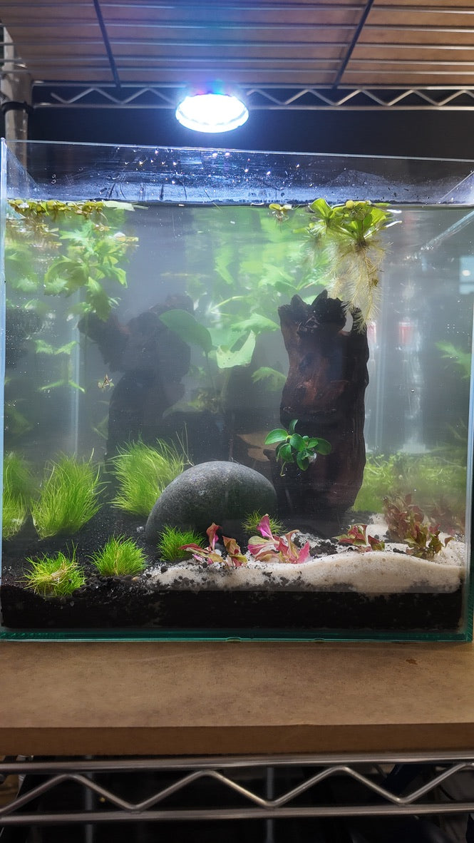 Nano Aquarium: The Lounge