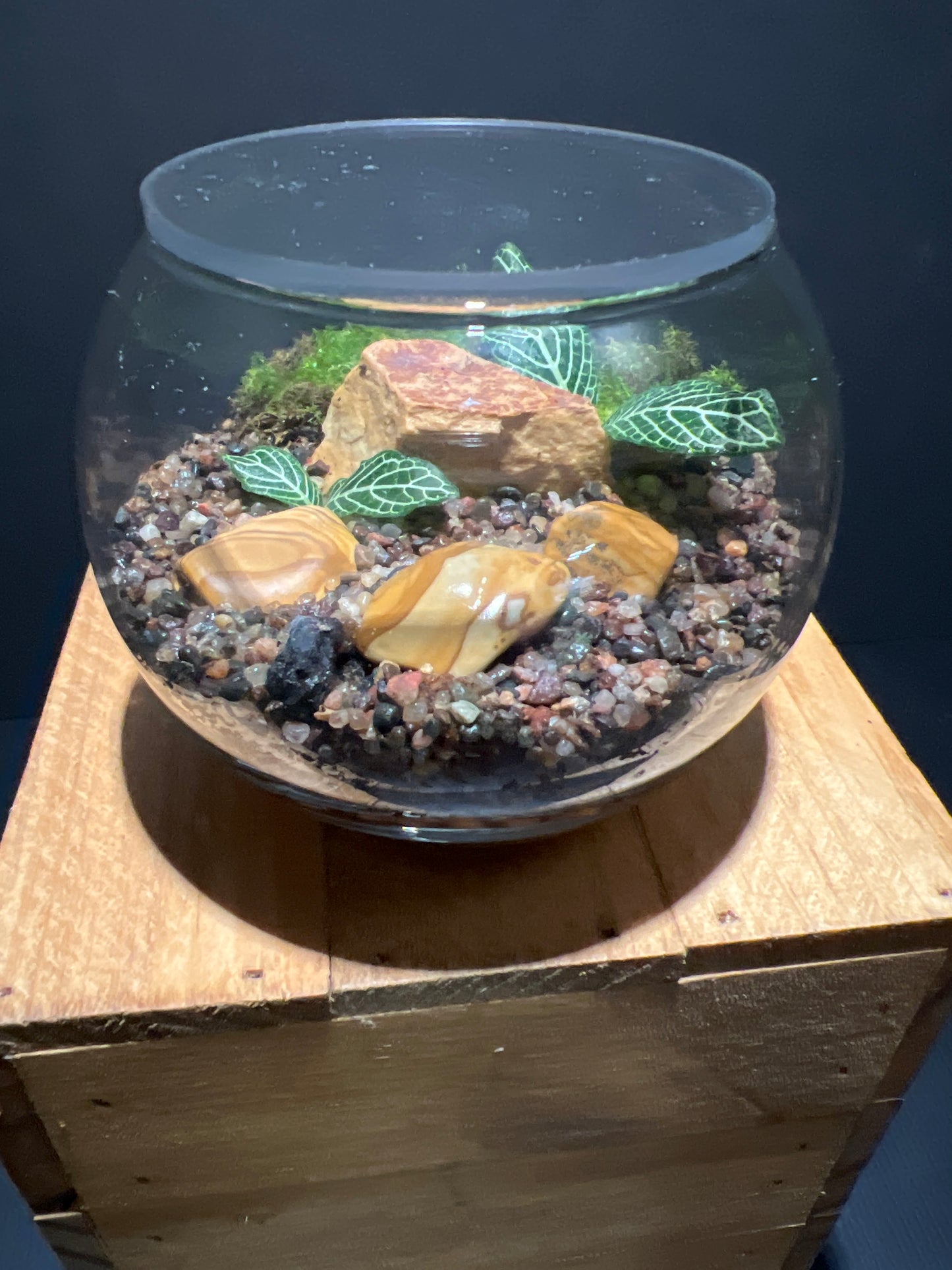 Terrarium #71