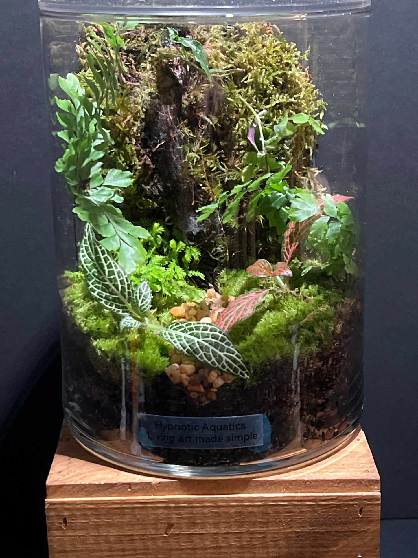 Terrarium 182
