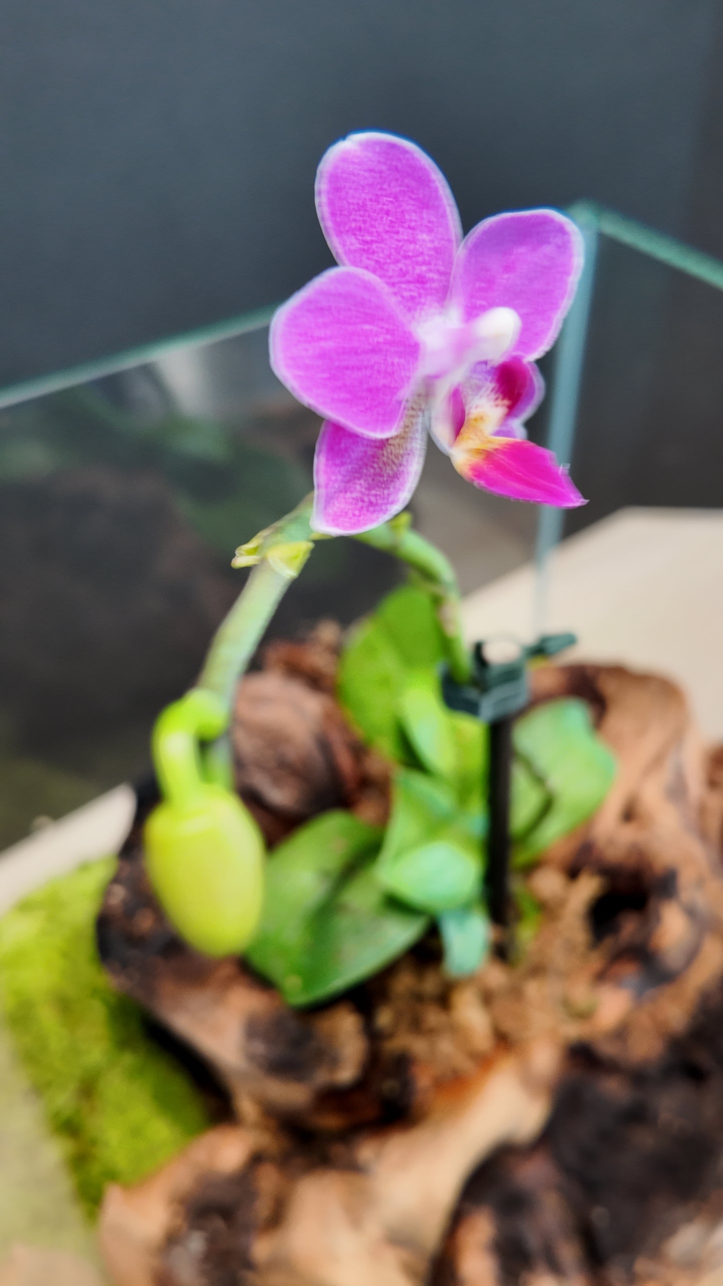 Terrarium #2