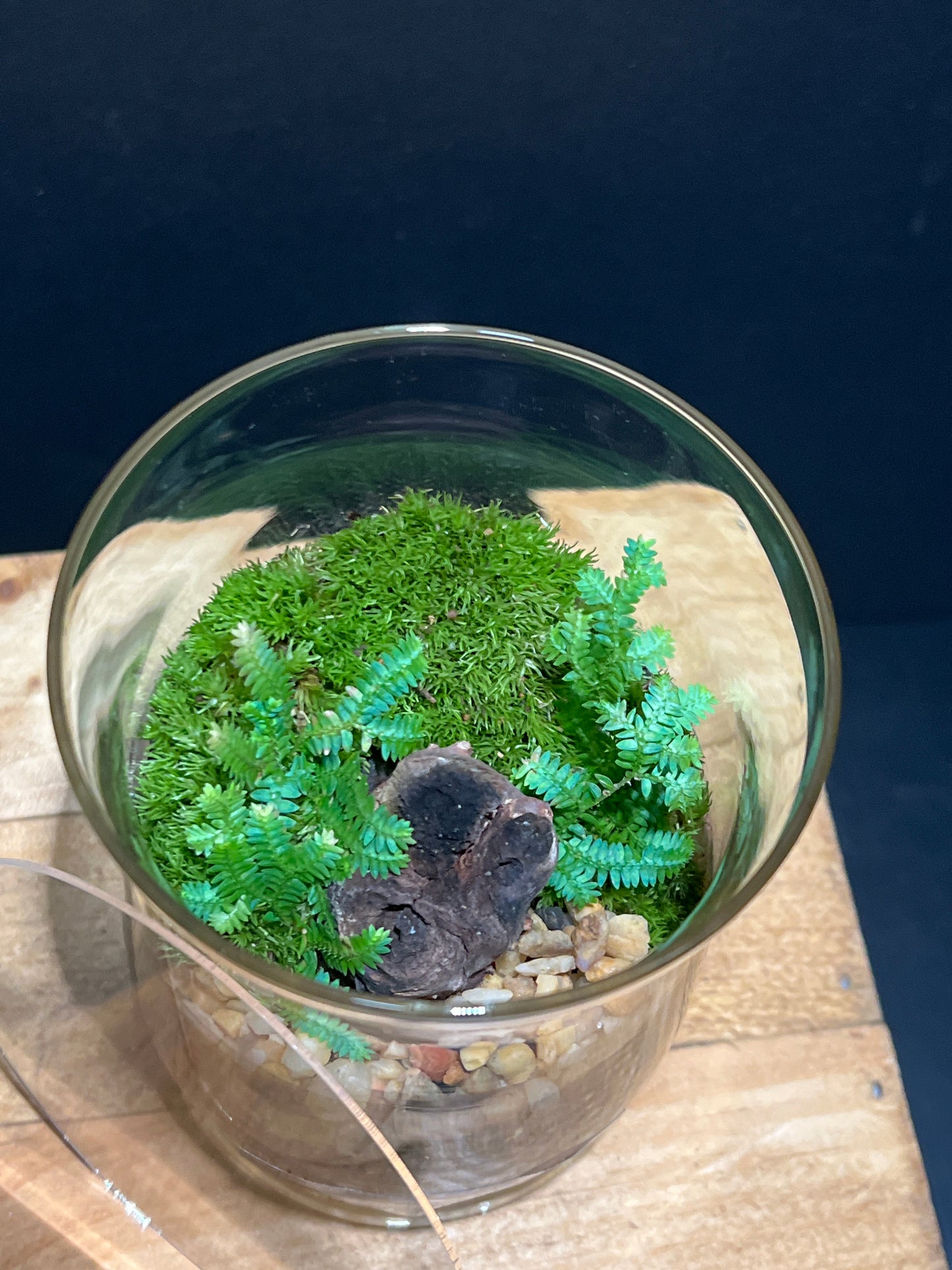 Terrarium #99