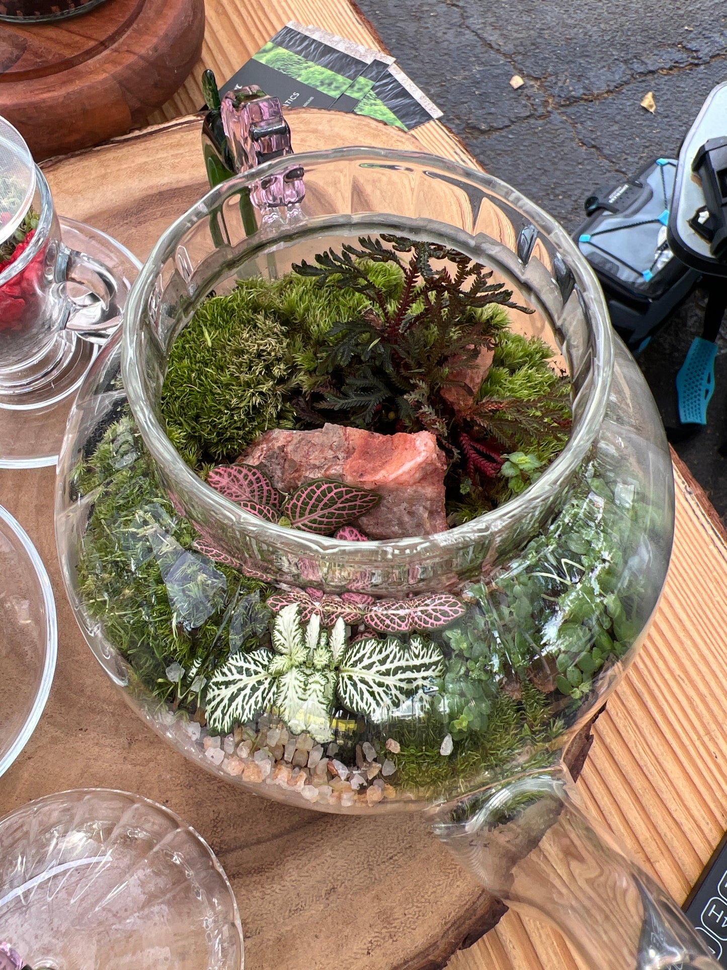 Terrarium 859