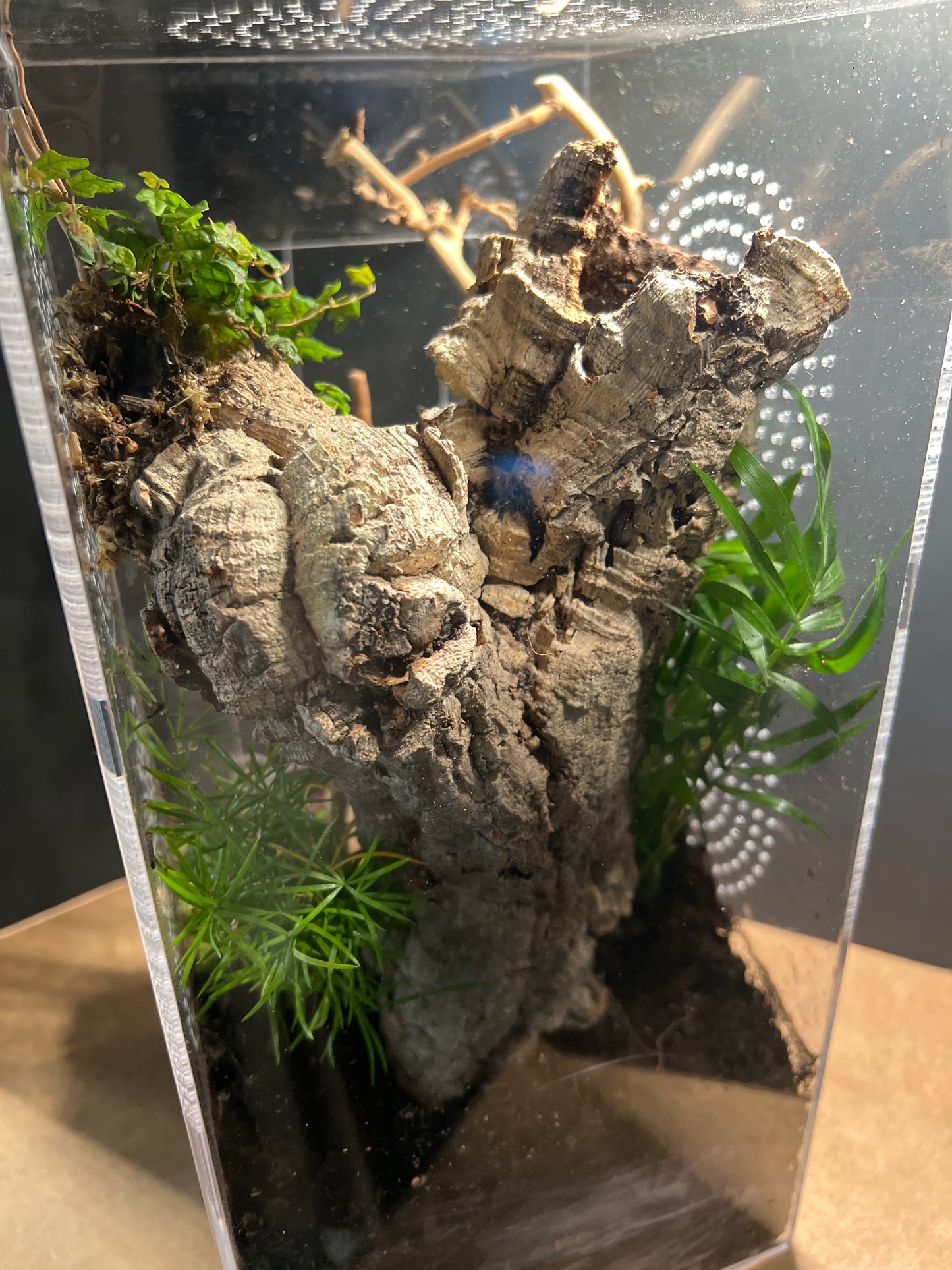 Terrarium 580 Habitat