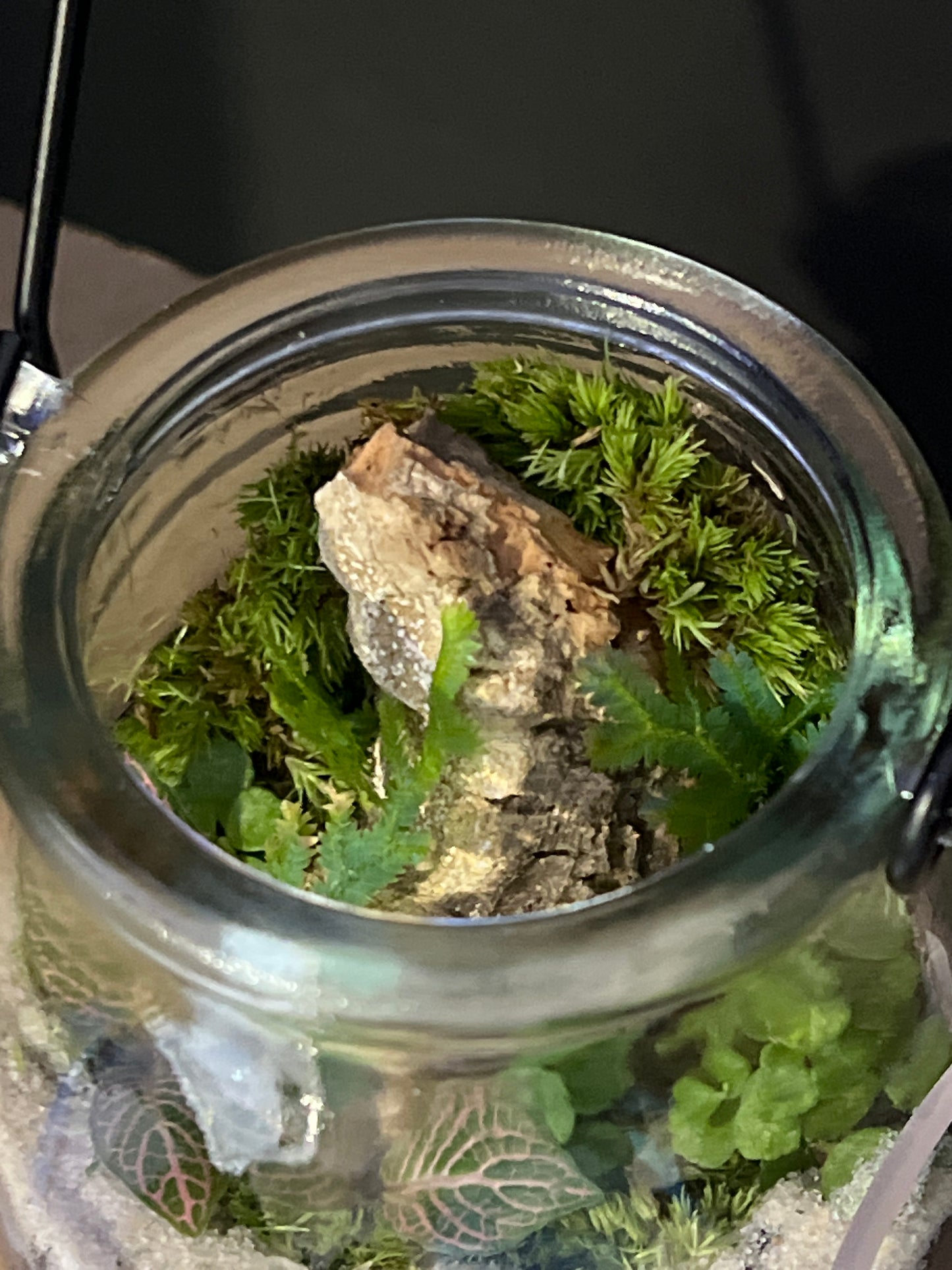 Terrarium 476