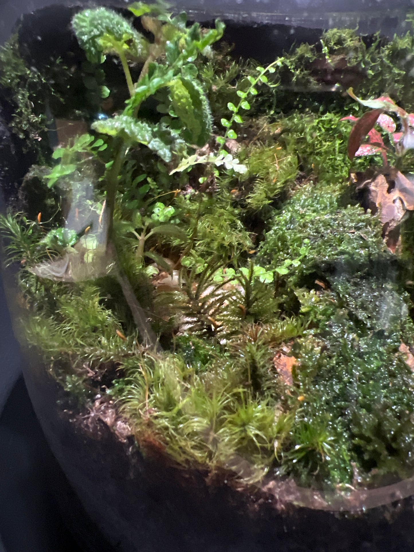 Terrarium #23