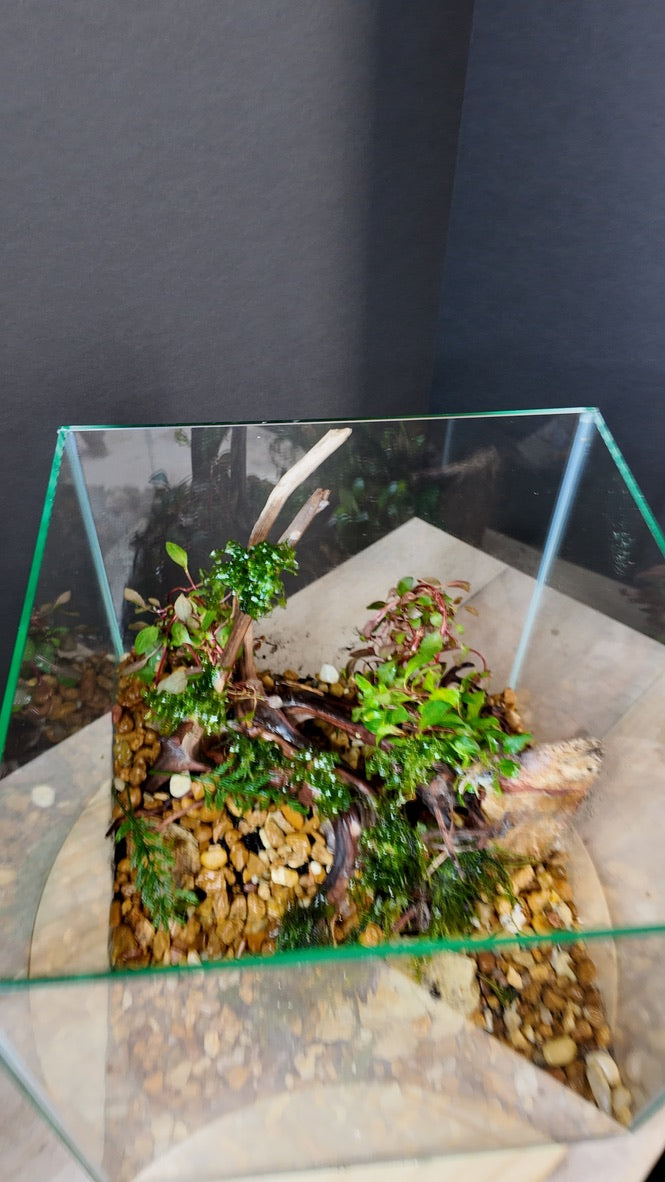 Nano Aquarium: The Edge