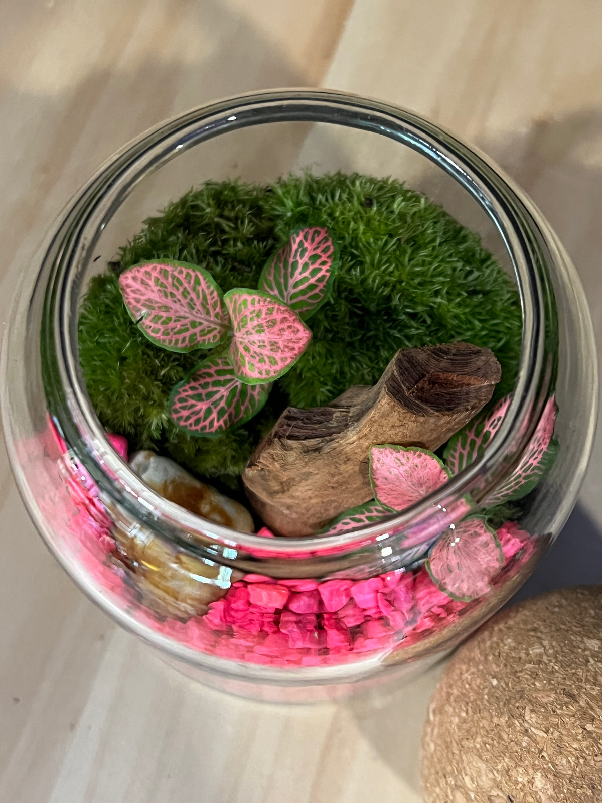 Terrarium 976