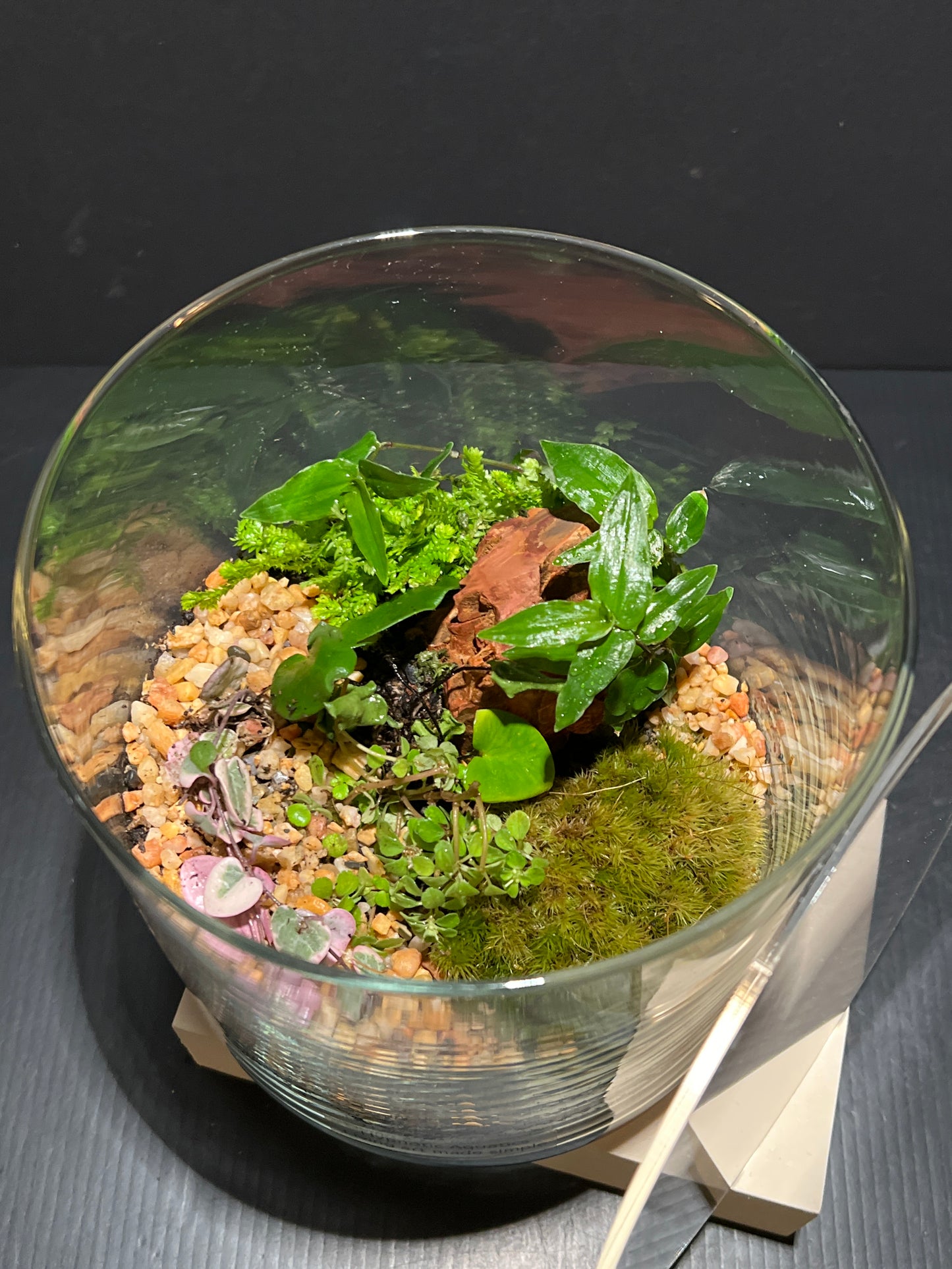 Terrarium 264