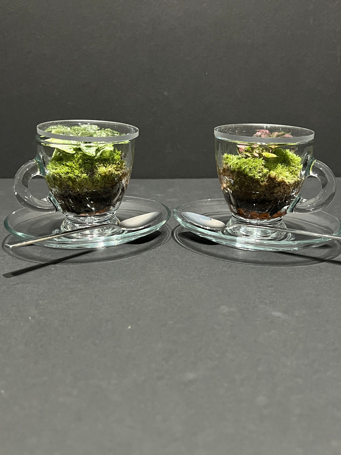 Terrarium 363 (set of 2 cups/saucer/spoon)