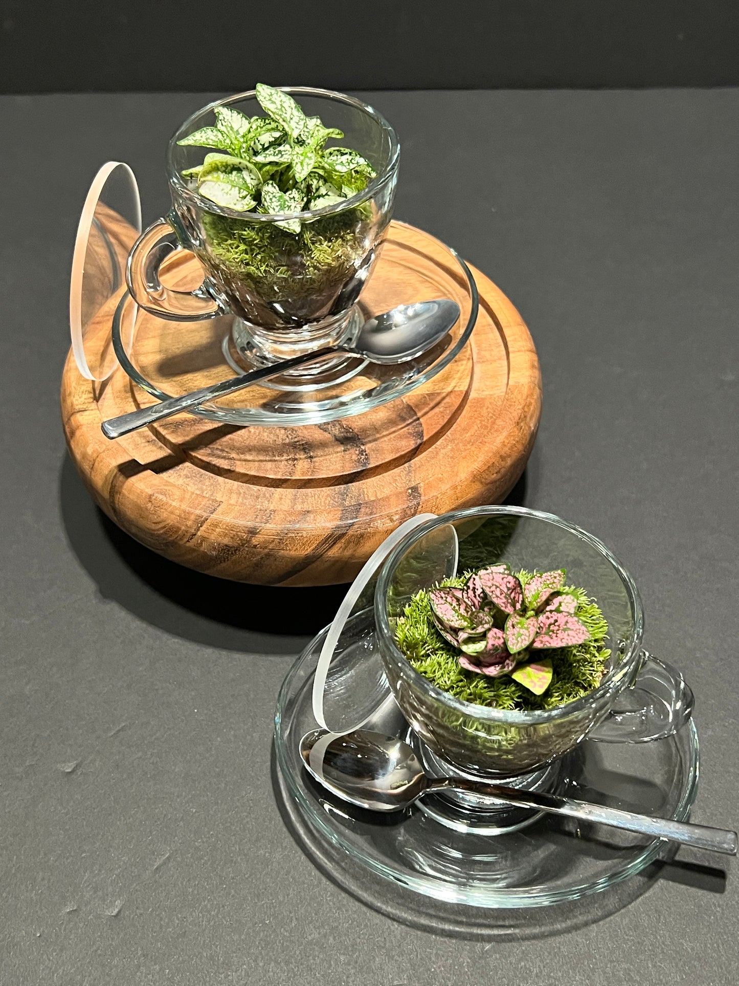 Terrarium 363 (set of 2 cups/saucer/spoon)