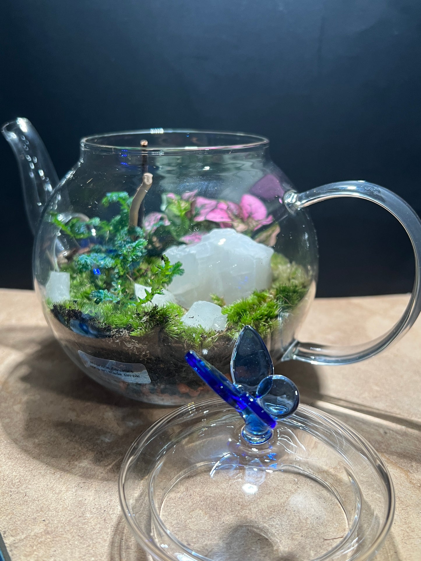 Terrarium 824