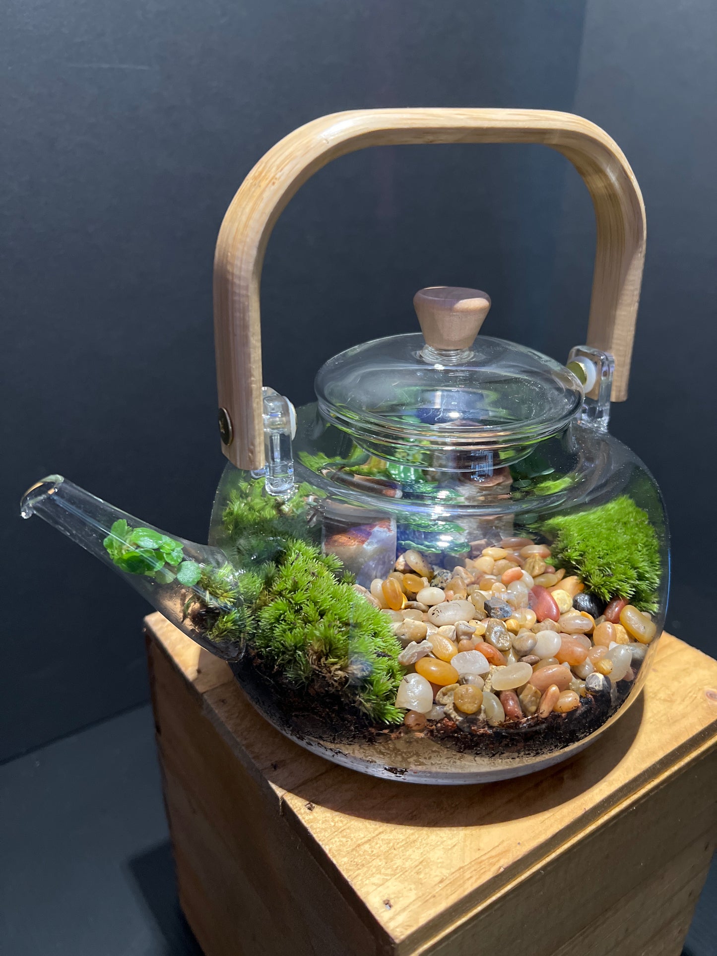 Terrarium #40