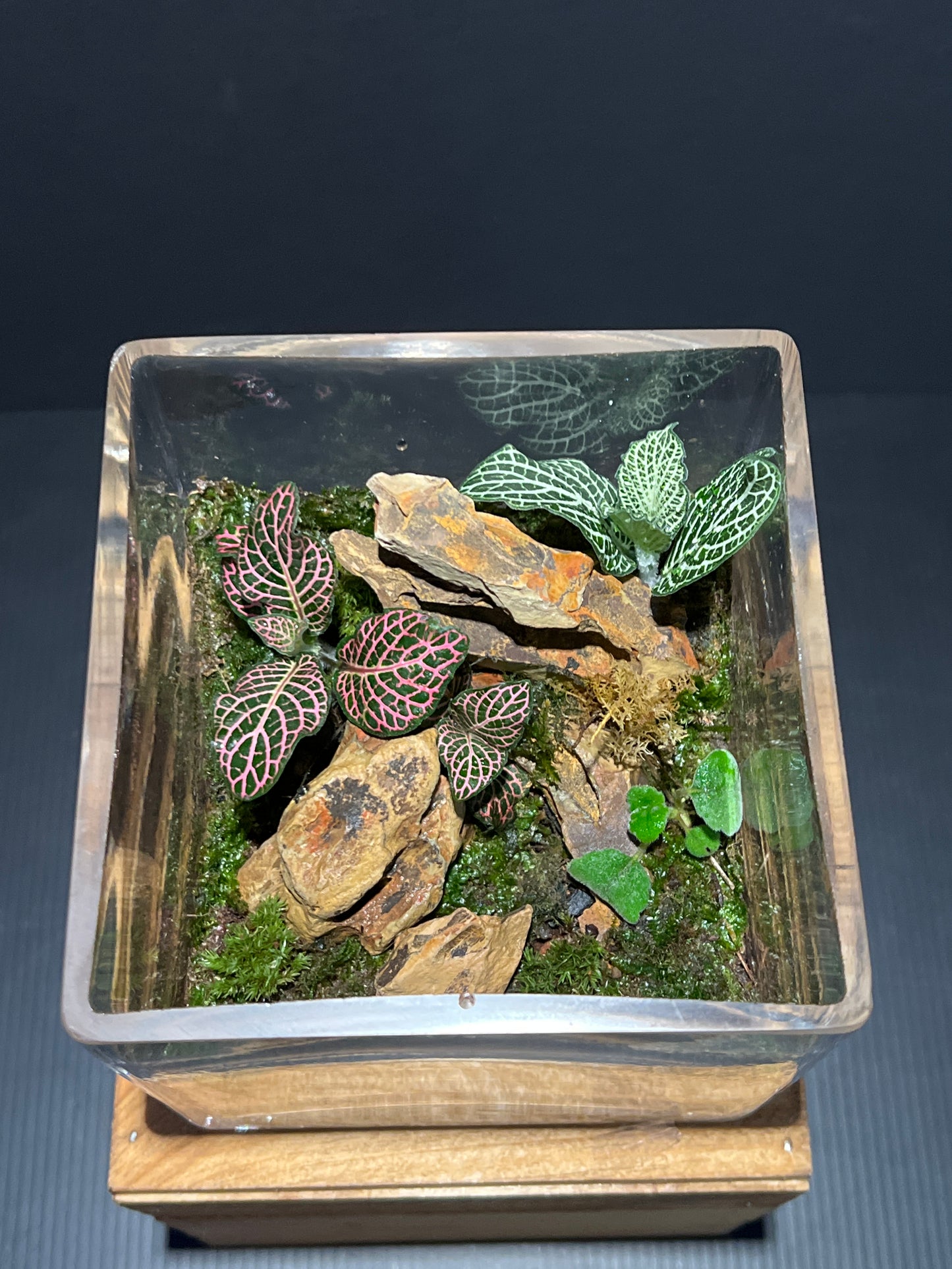 Terrarium #46