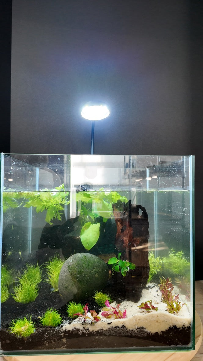 Nano Aquarium: The Lounge