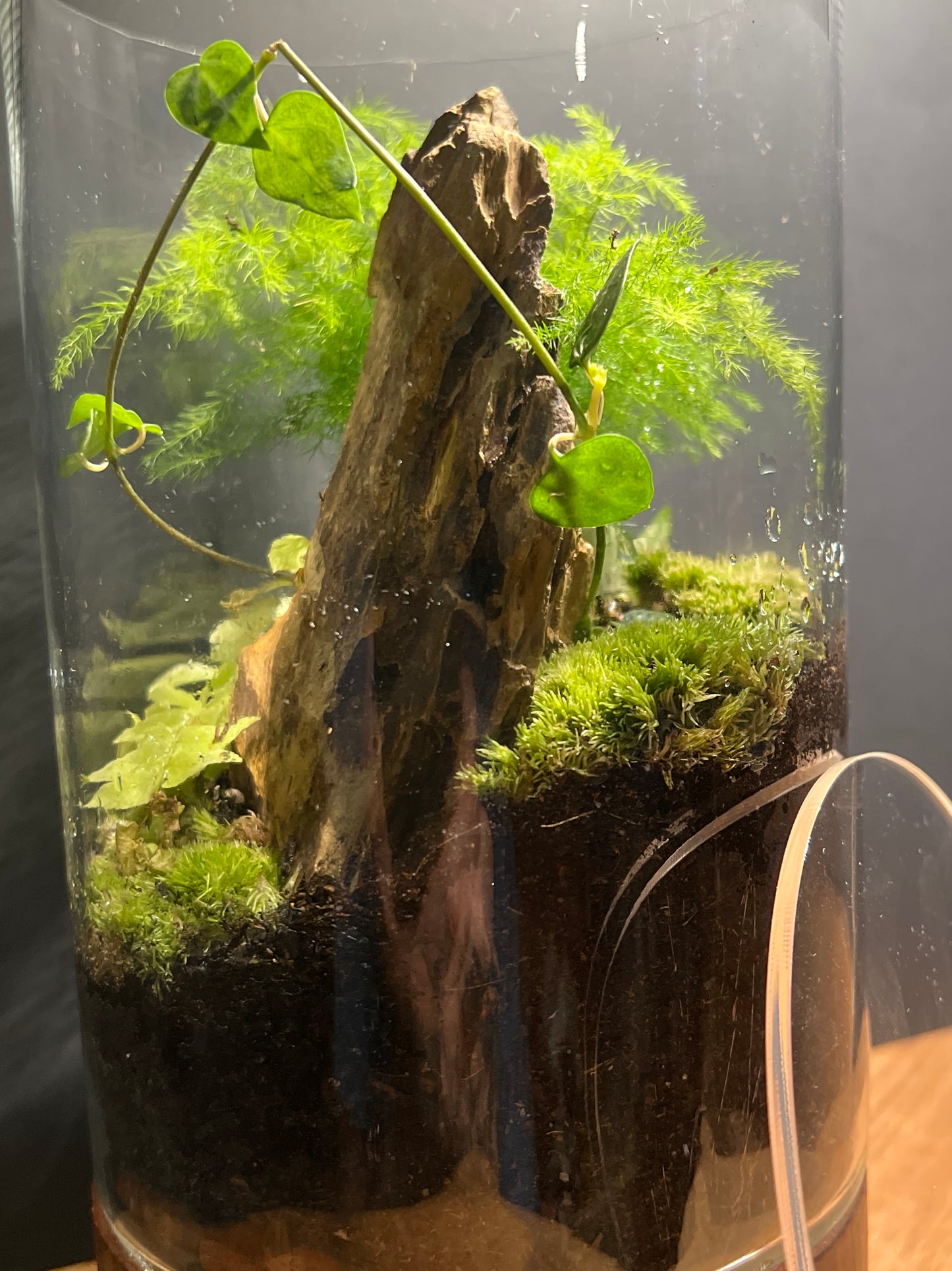 Terrarium 538