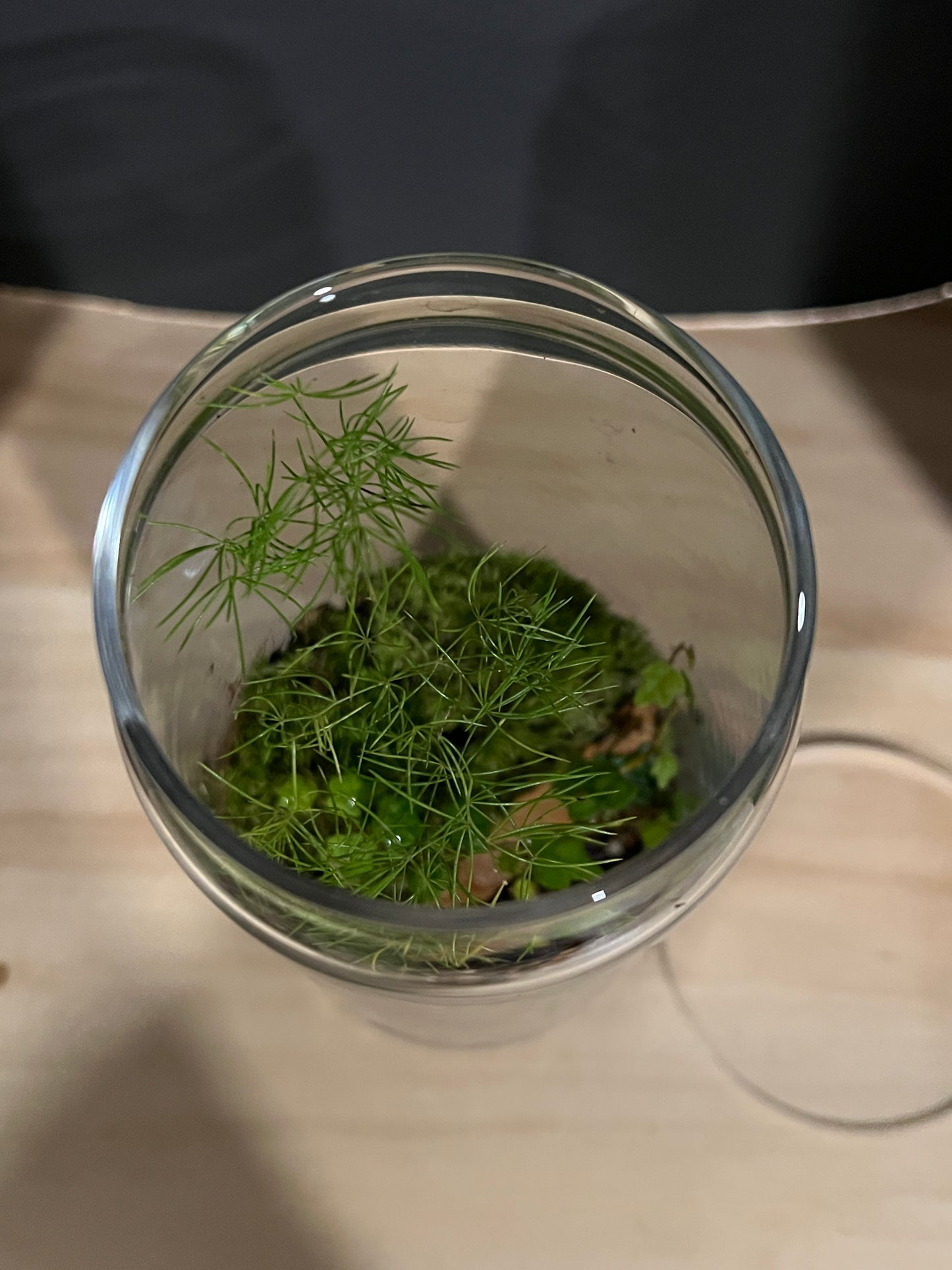 Terrarium 809